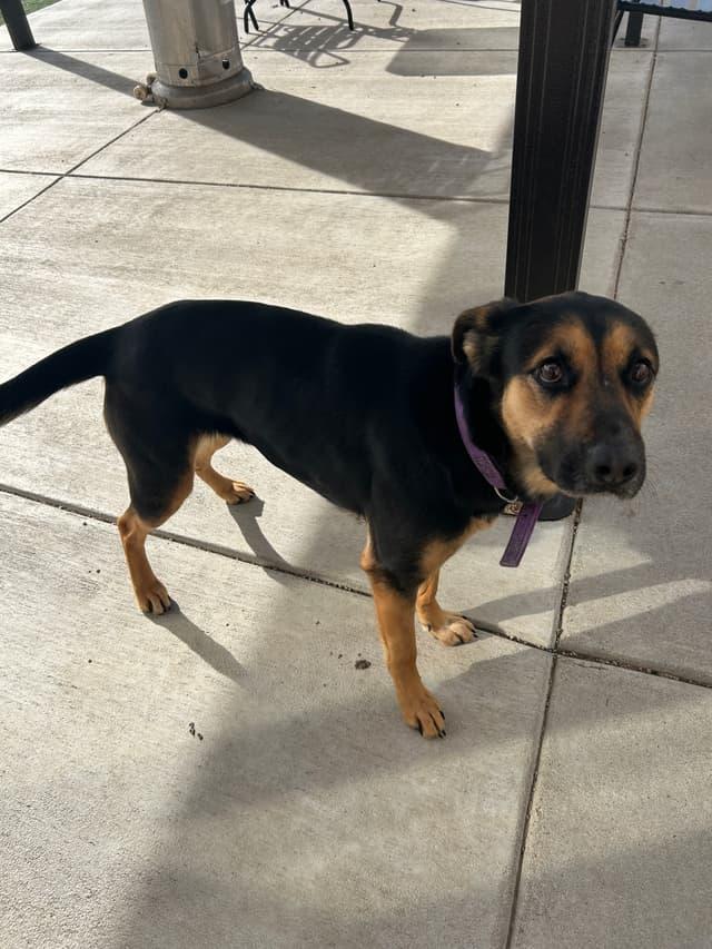 Birdie, a ADOPTABLE mixed breed in Seward, NE image 1/2