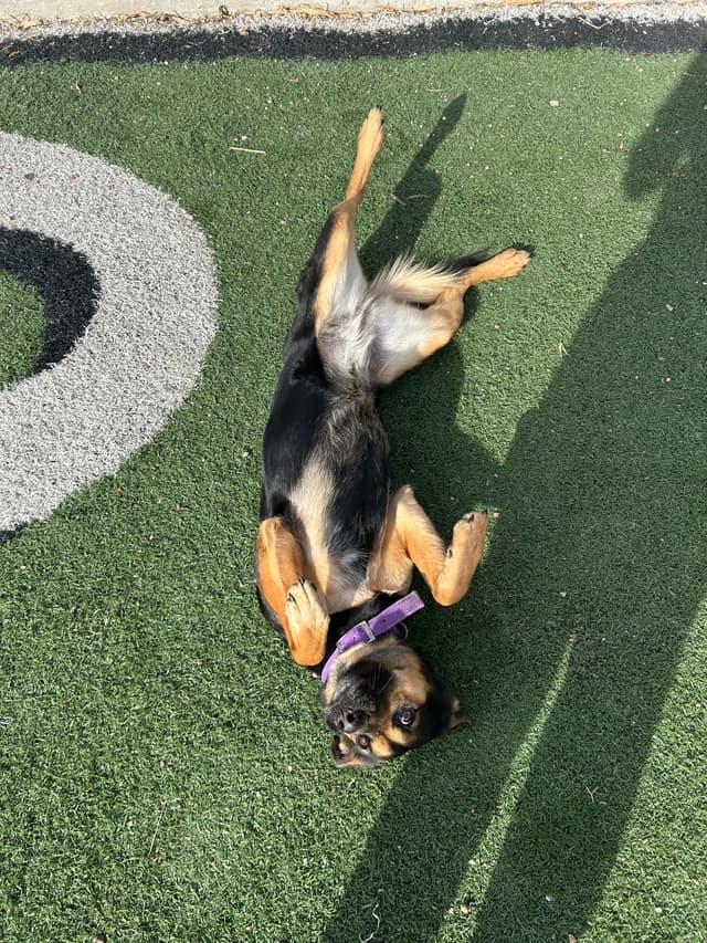 Birdie, a ADOPTABLE mixed breed in Seward, NE image 2/2