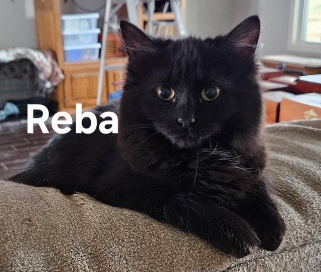 Reba, Adoptable, Kitten Female Domestic Long Hair.