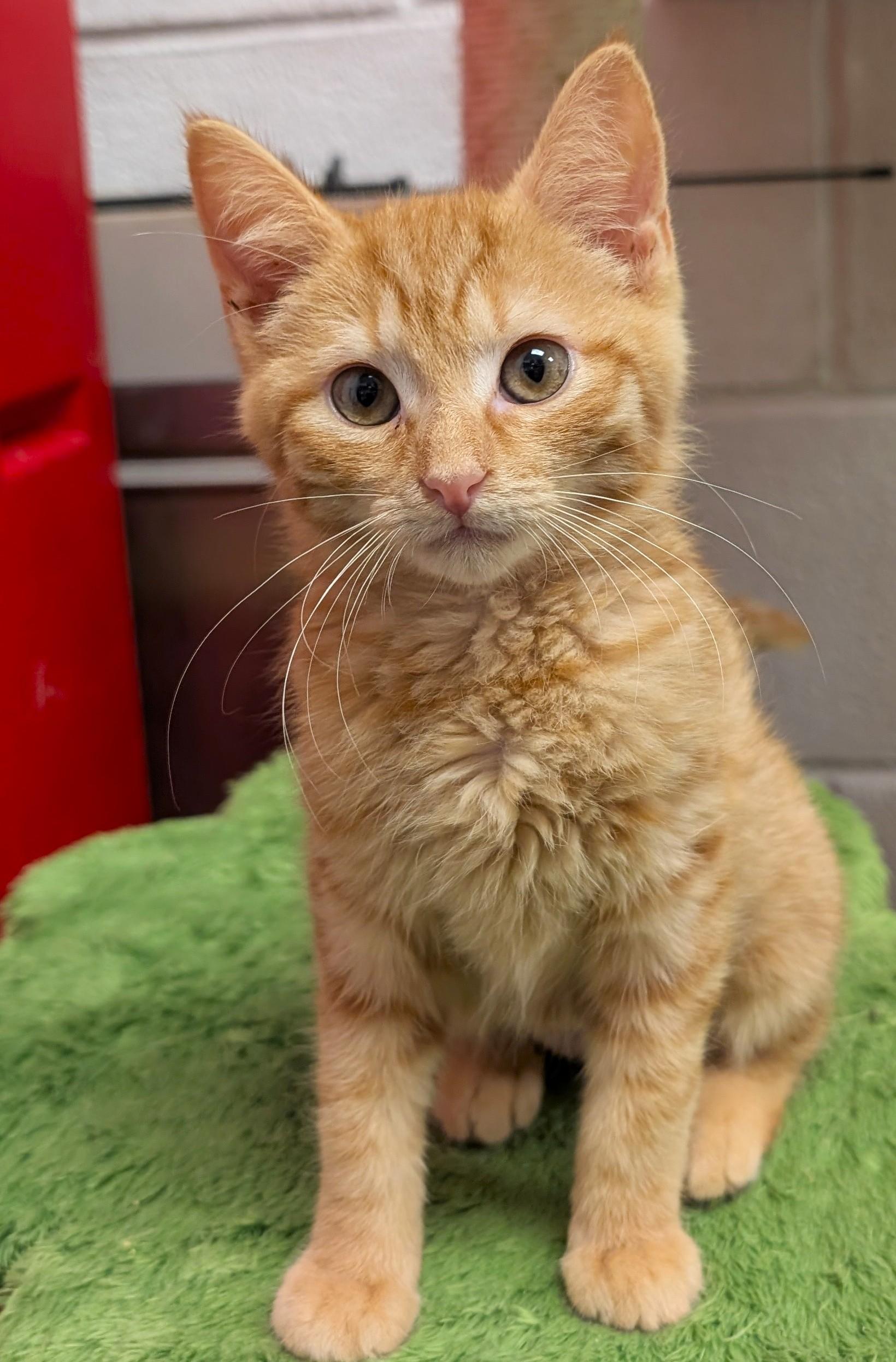 Jazzi, an adopted mixed breed in Smithfield, NC image 2/4