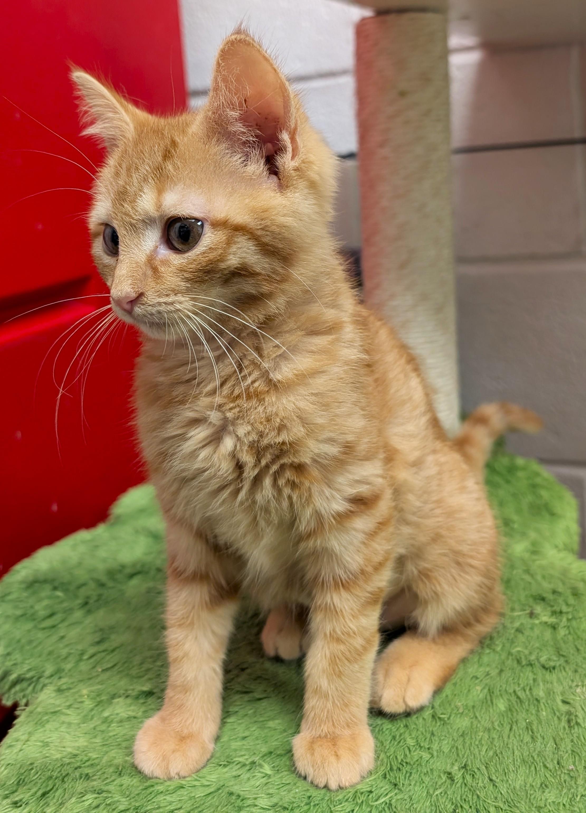 Jazzi, an adopted mixed breed in Smithfield, NC image 3/4