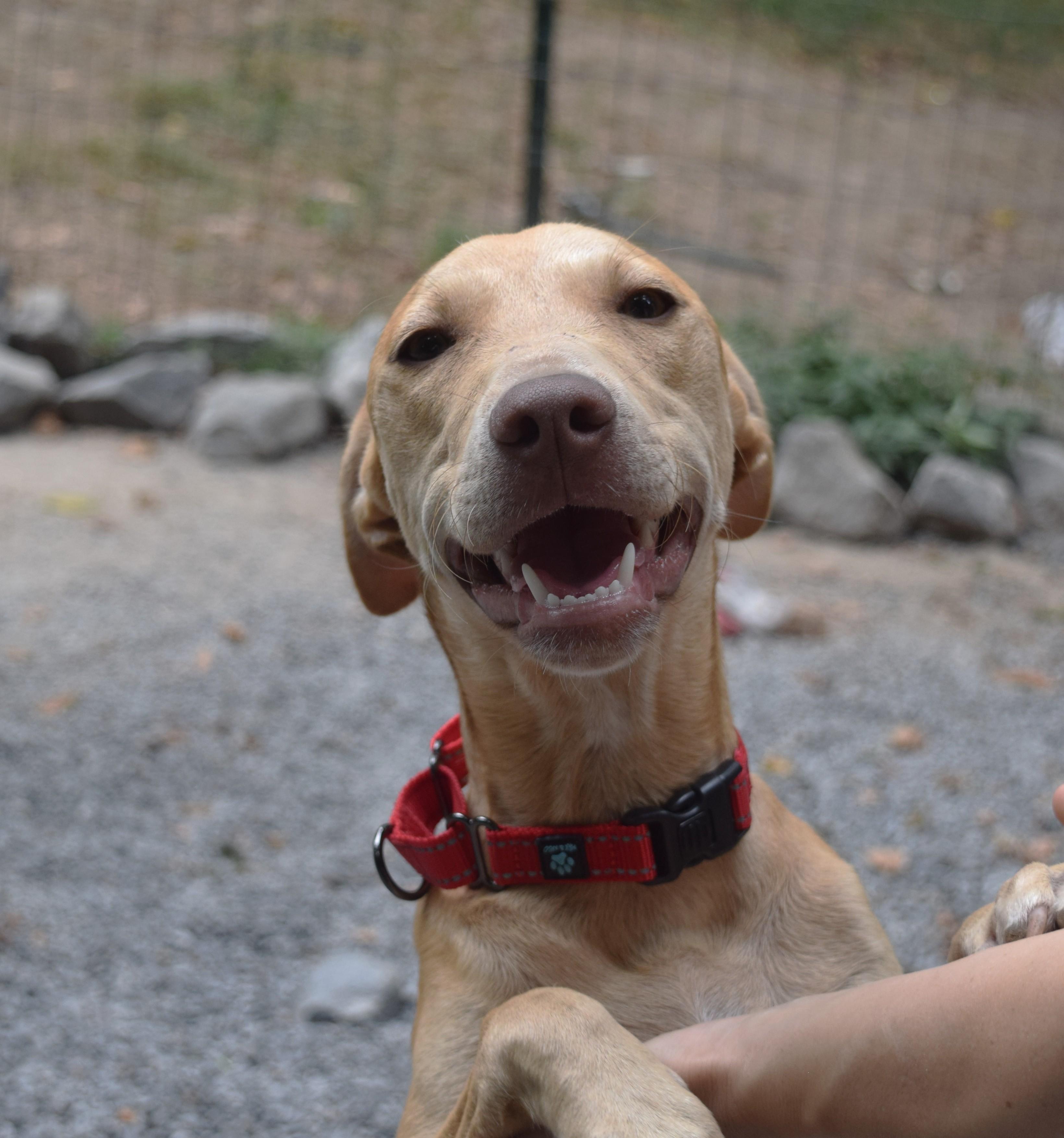 Chloe, an adoptable Weimaraner, Pit Bull Terrier in Gainesboro, TN, 38562 | Photo Image 3