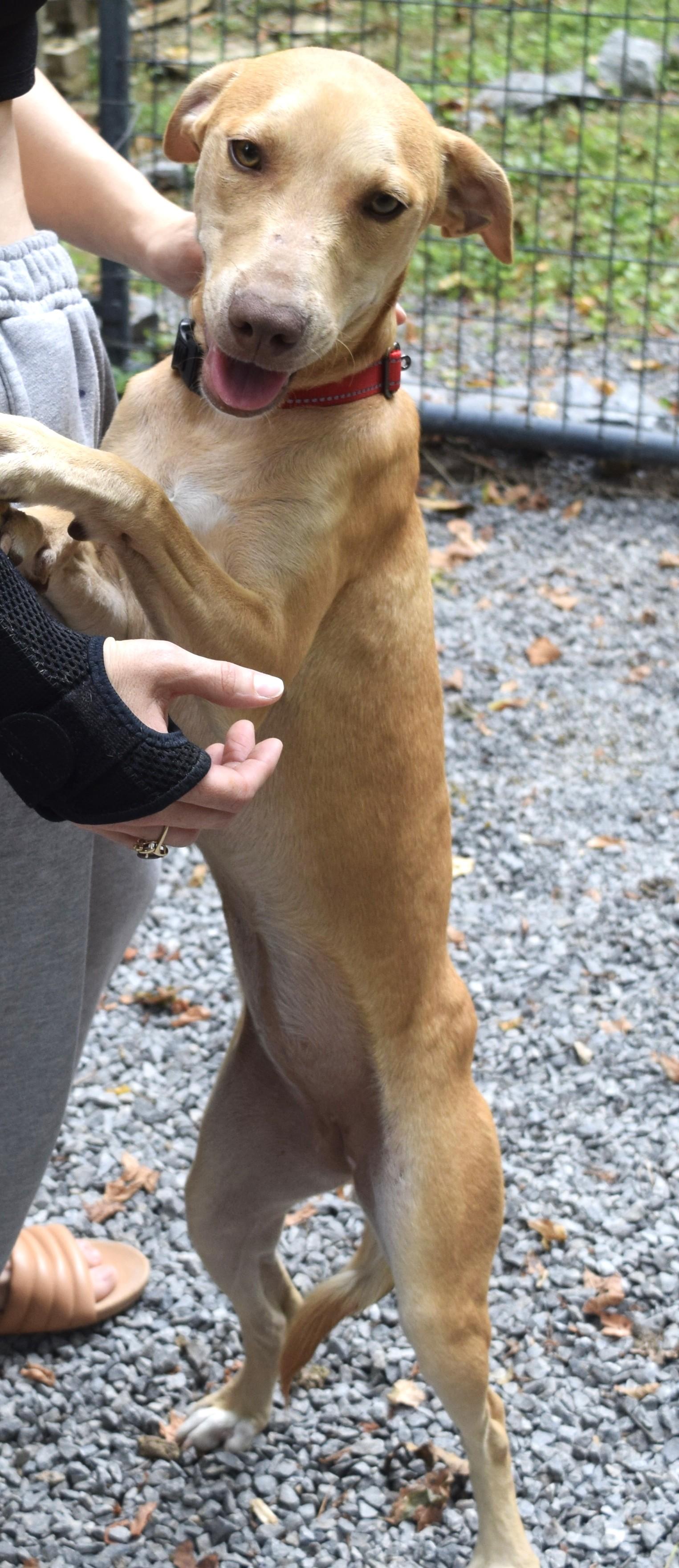 Chloe, an adoptable Weimaraner, Pit Bull Terrier in Gainesboro, TN, 38562 | Photo Image 5