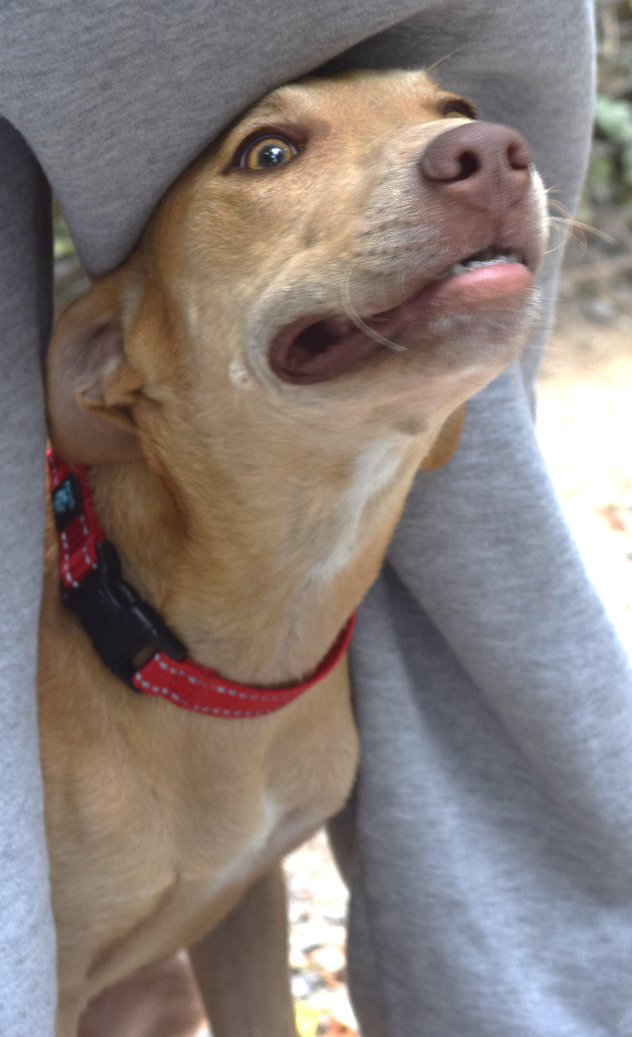 Chloe, an adoptable Weimaraner, Pit Bull Terrier in Gainesboro, TN, 38562 | Photo Image 2