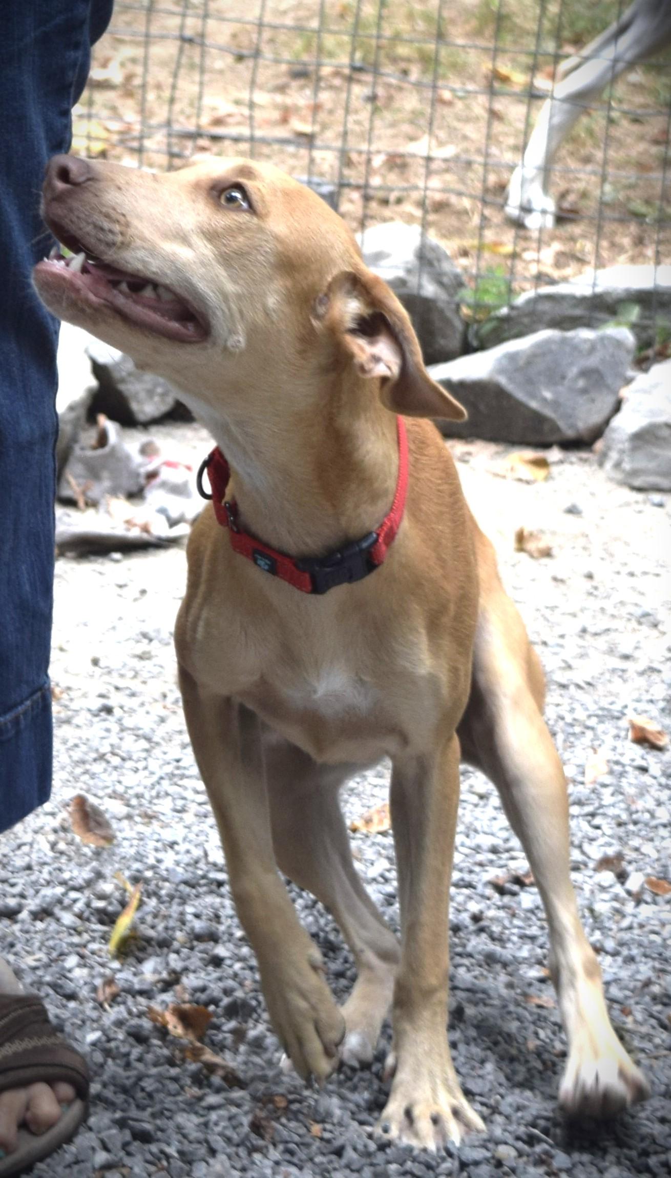 Chloe, an adoptable Weimaraner, Pit Bull Terrier in Gainesboro, TN, 38562 | Photo Image 6