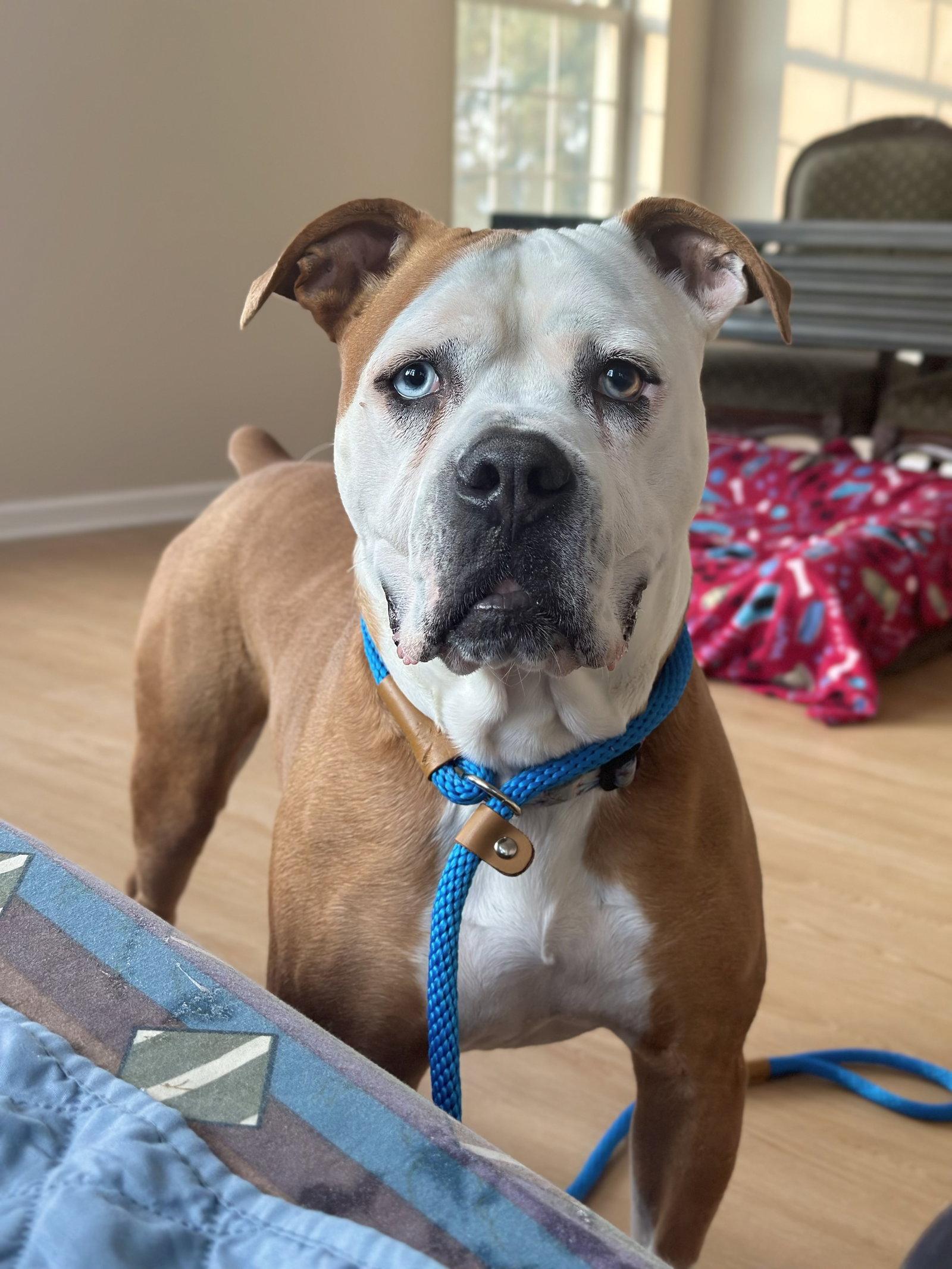 Enlarge Violet Beauregarde Lonestar, a Adoptable Boxer in Rockaway, NJ image 1/3