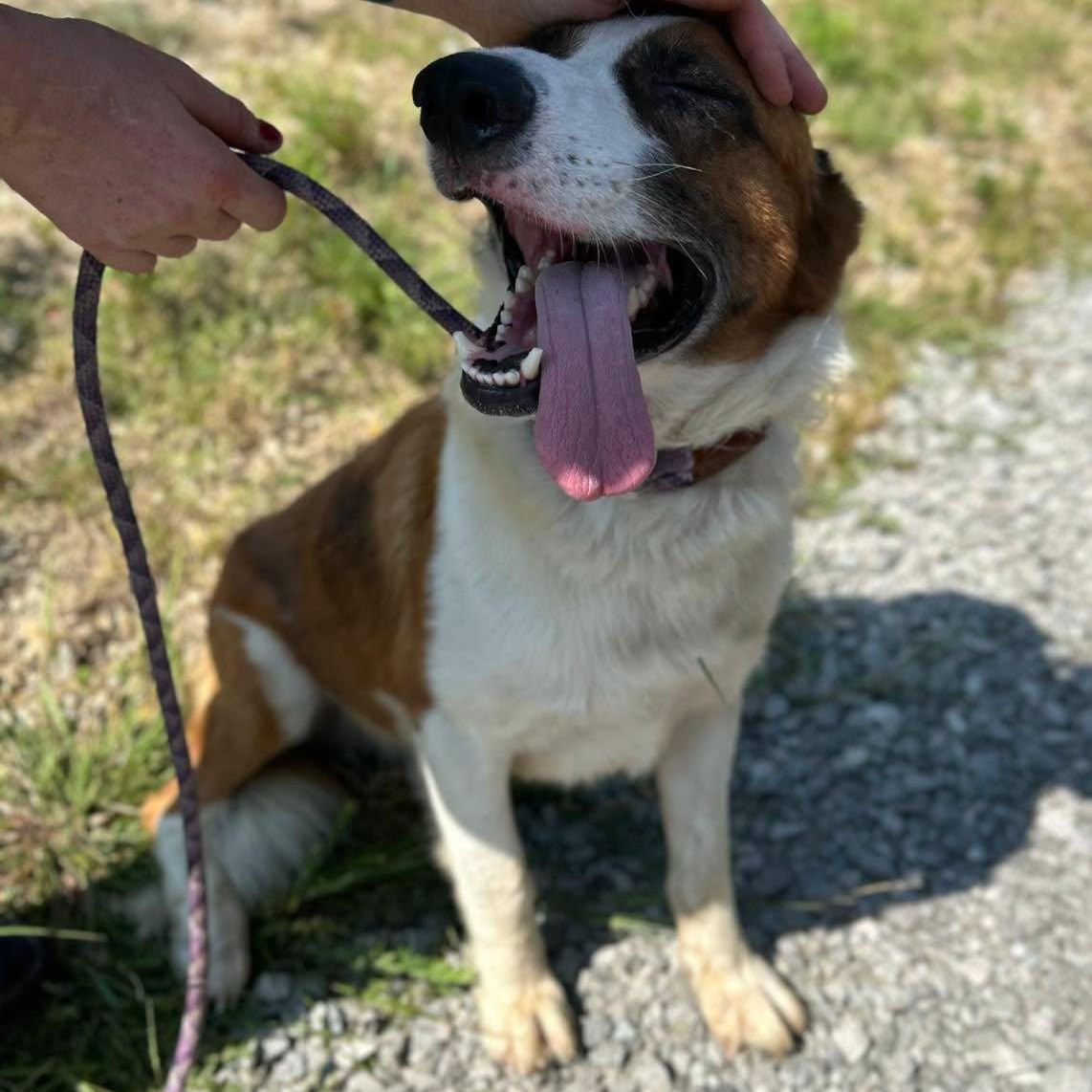 Enlarge Dock, a Adoptable mixed breed in Manchester, TN image 2/3