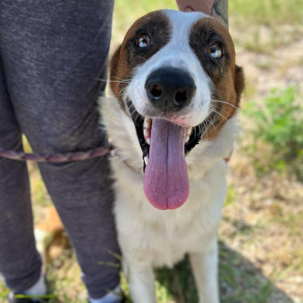 Dock, Adoptable, Adult Male Australian Shepherd.