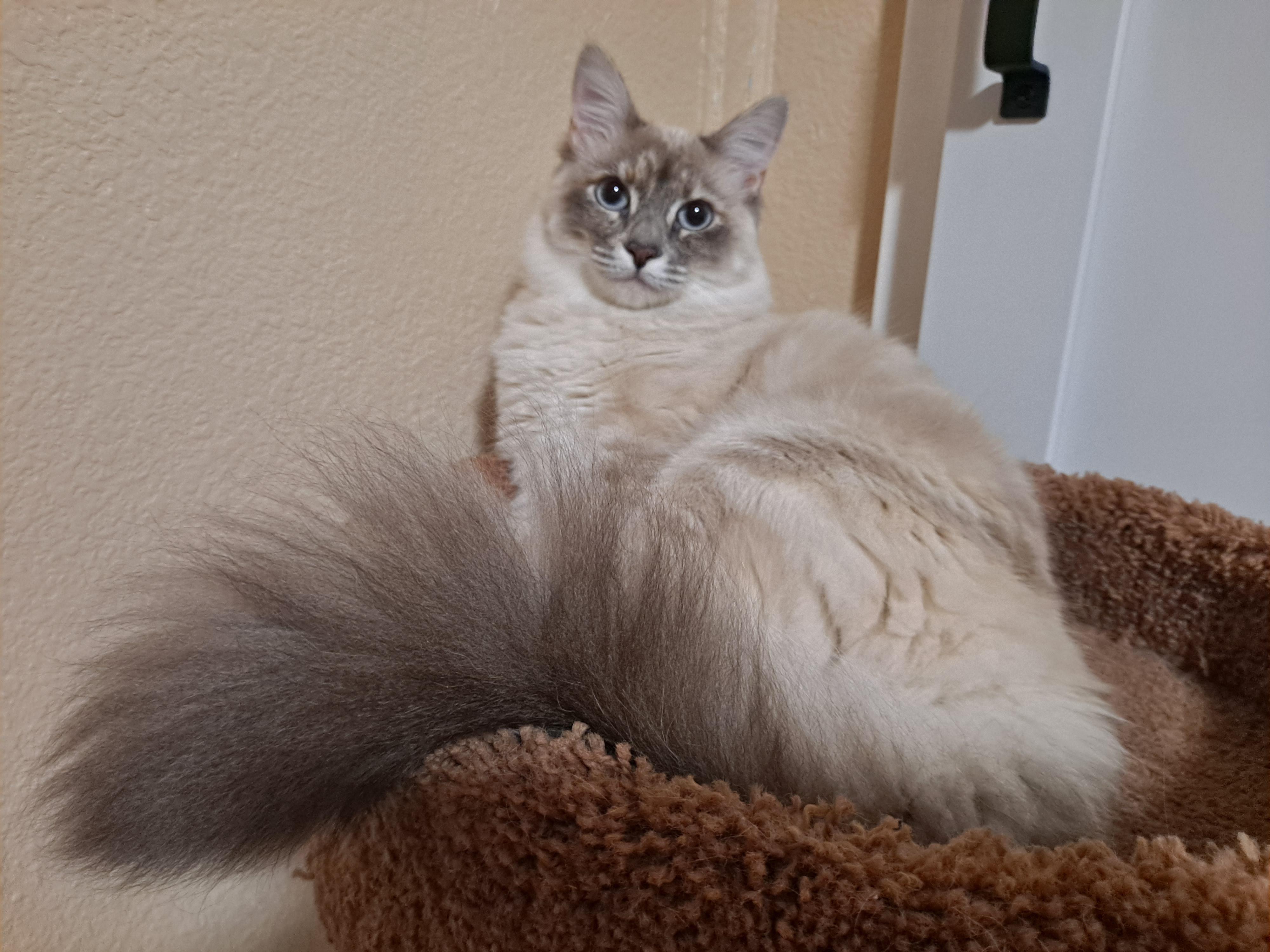 Millie (plus Tippy) *COURTESY POST*, Adoptable, Young Female Siamese & Domestic Long Hair.