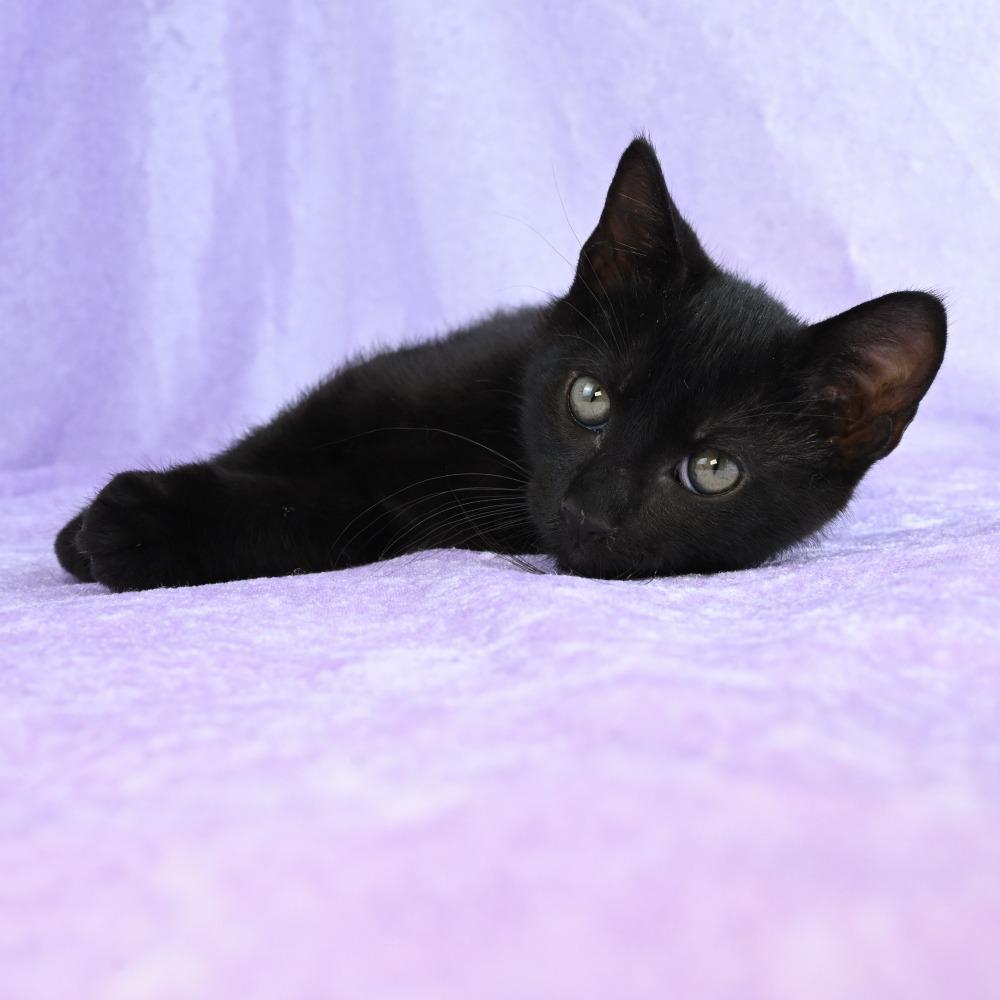 Otis, a Adoptable Domestic Short Hair in Mobile, AL image 1/6
