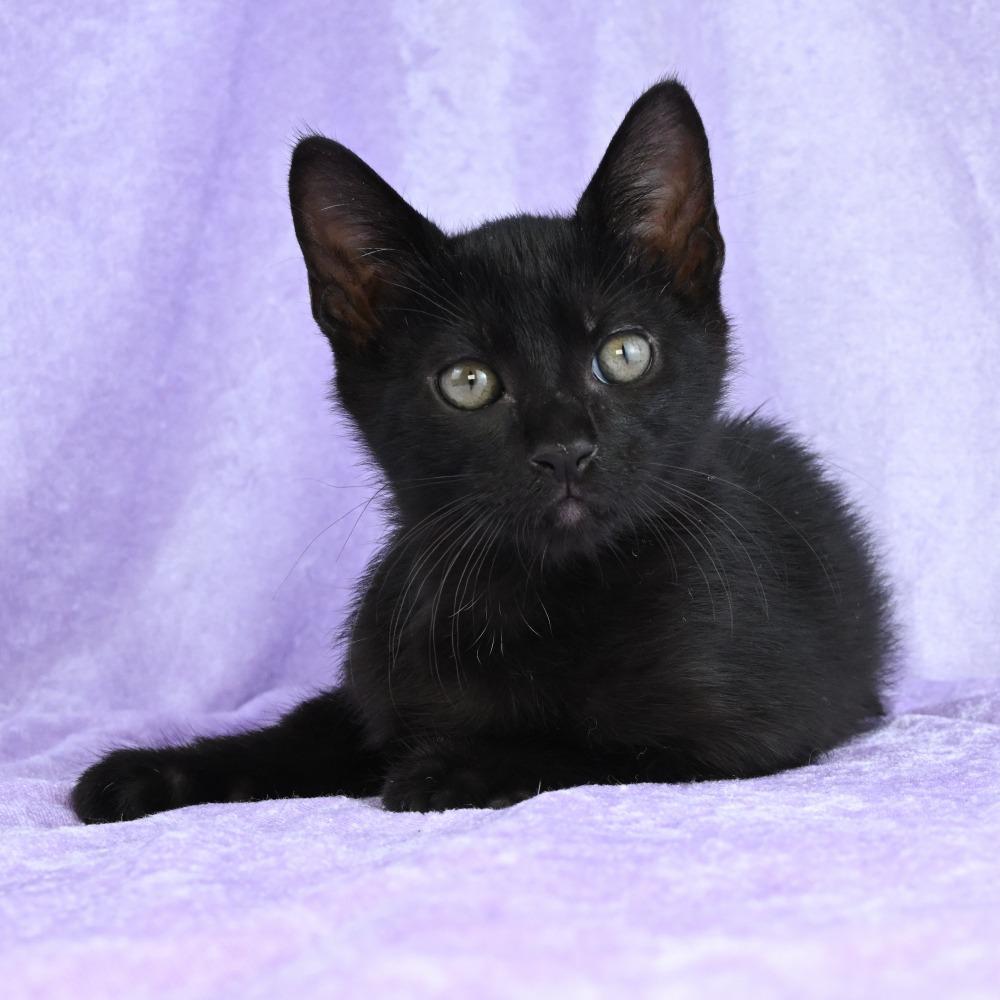 Otis, a Adoptable Domestic Short Hair in Mobile, AL image 2/6