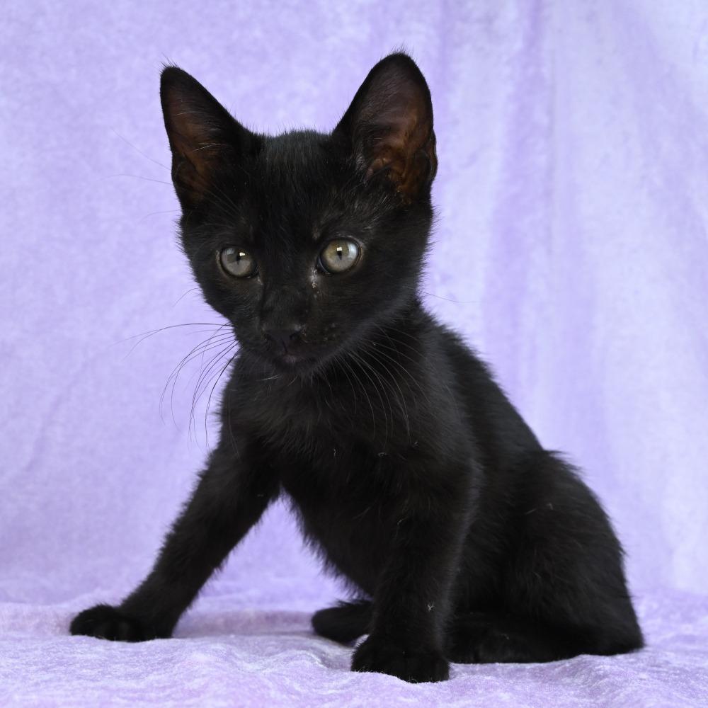 Otis, a Adoptable Domestic Short Hair in Mobile, AL image 3/6