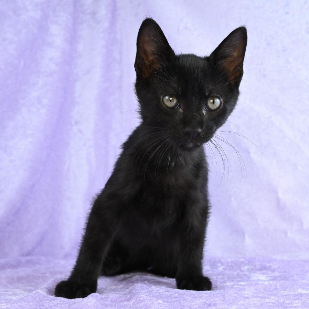 Otis, a Adoptable Domestic Short Hair in Mobile, AL image 4/6