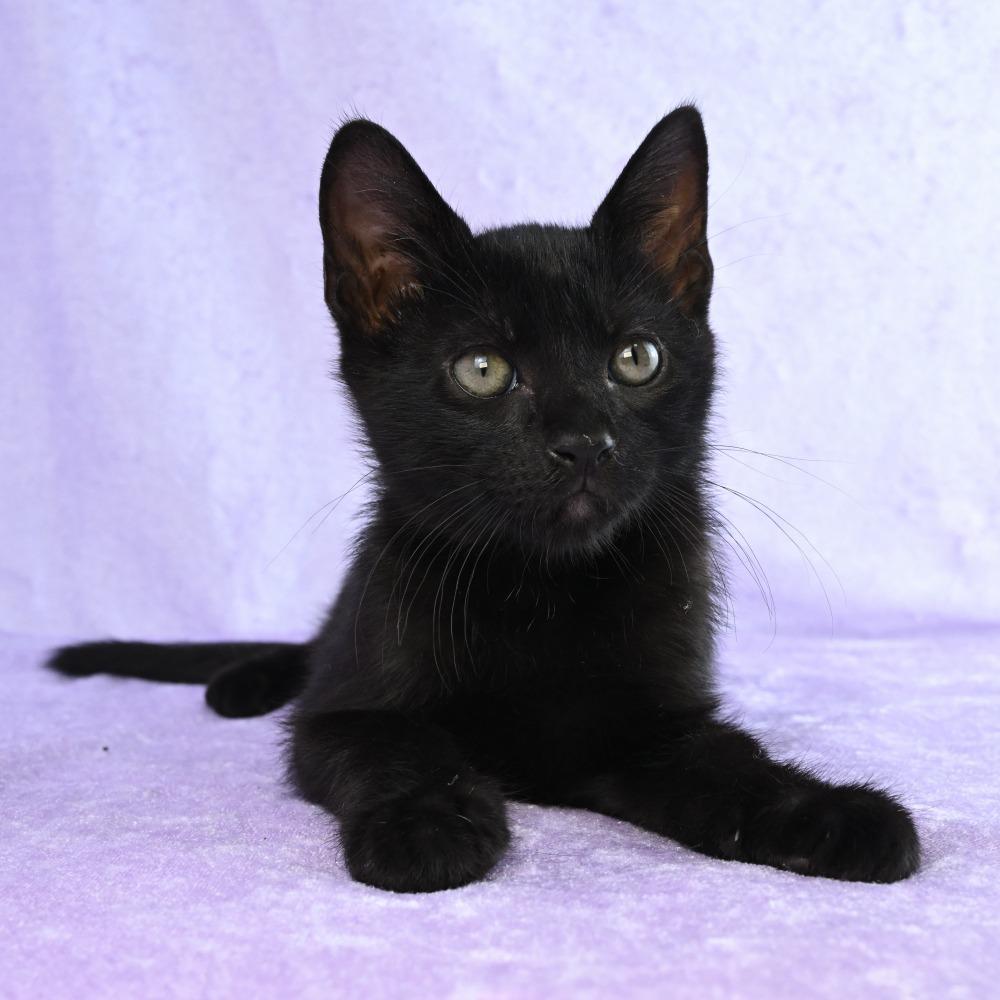 Otis, a Adoptable Domestic Short Hair in Mobile, AL image 5/6