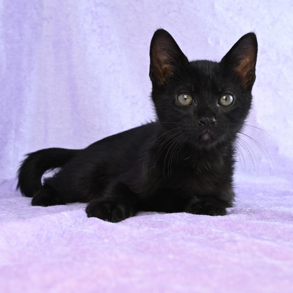 Otis, a Adoptable Domestic Short Hair in Mobile, AL image 6/6