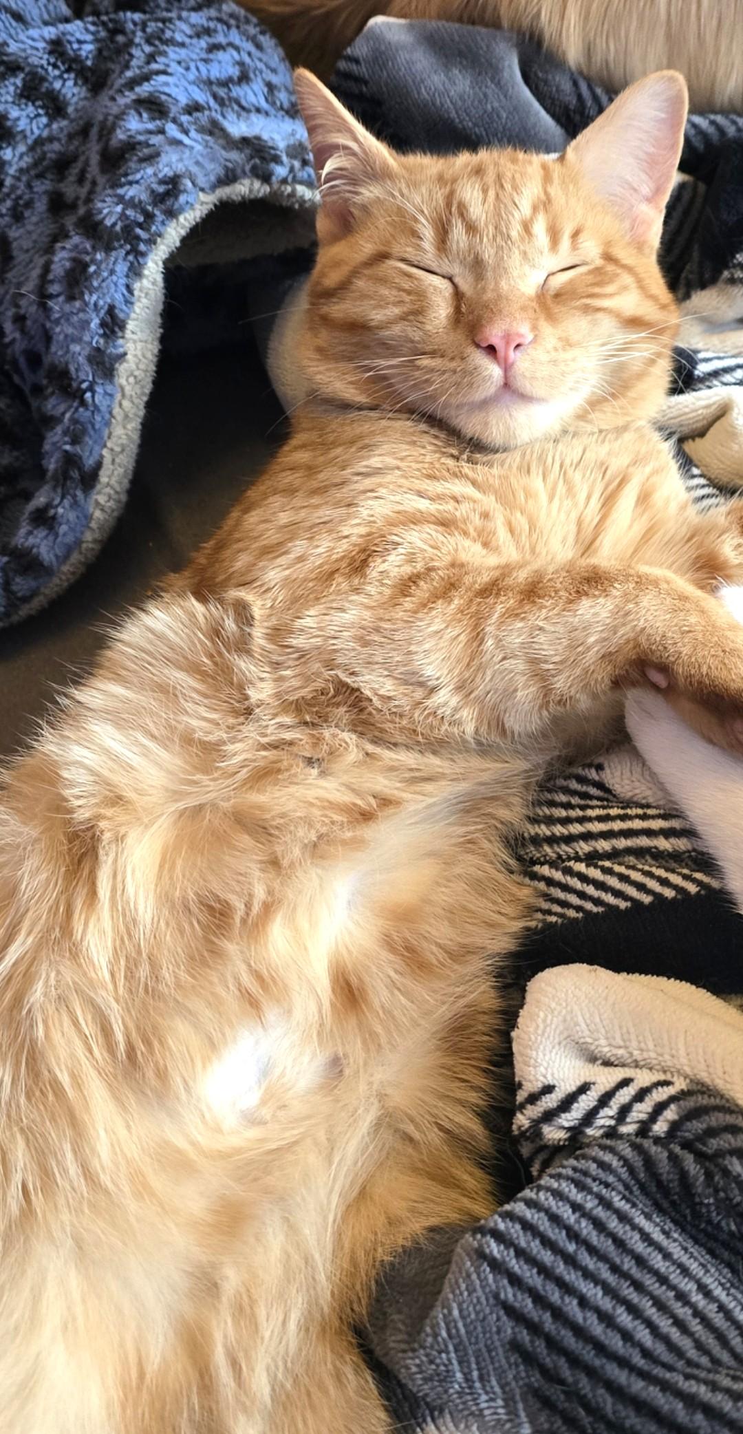 Tigger, Adoptable, Adult Male Tabby.