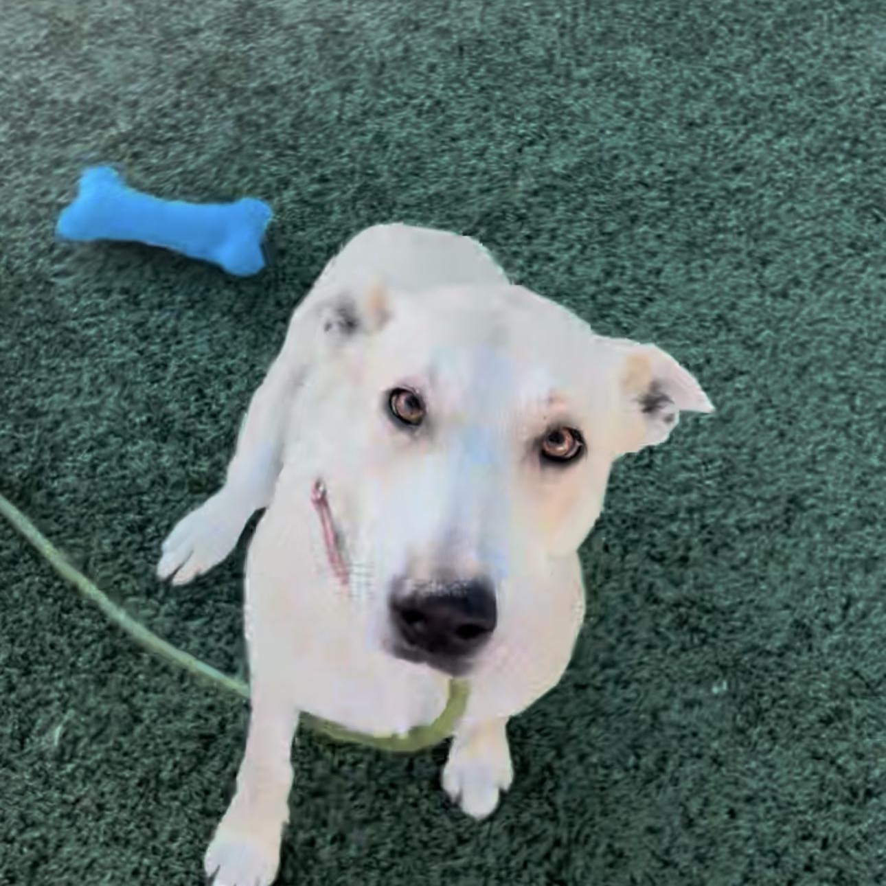 Enlarge CUSTARD, a ADOPTABLE mixed breed in Arroyo Grande, CA image 2/5