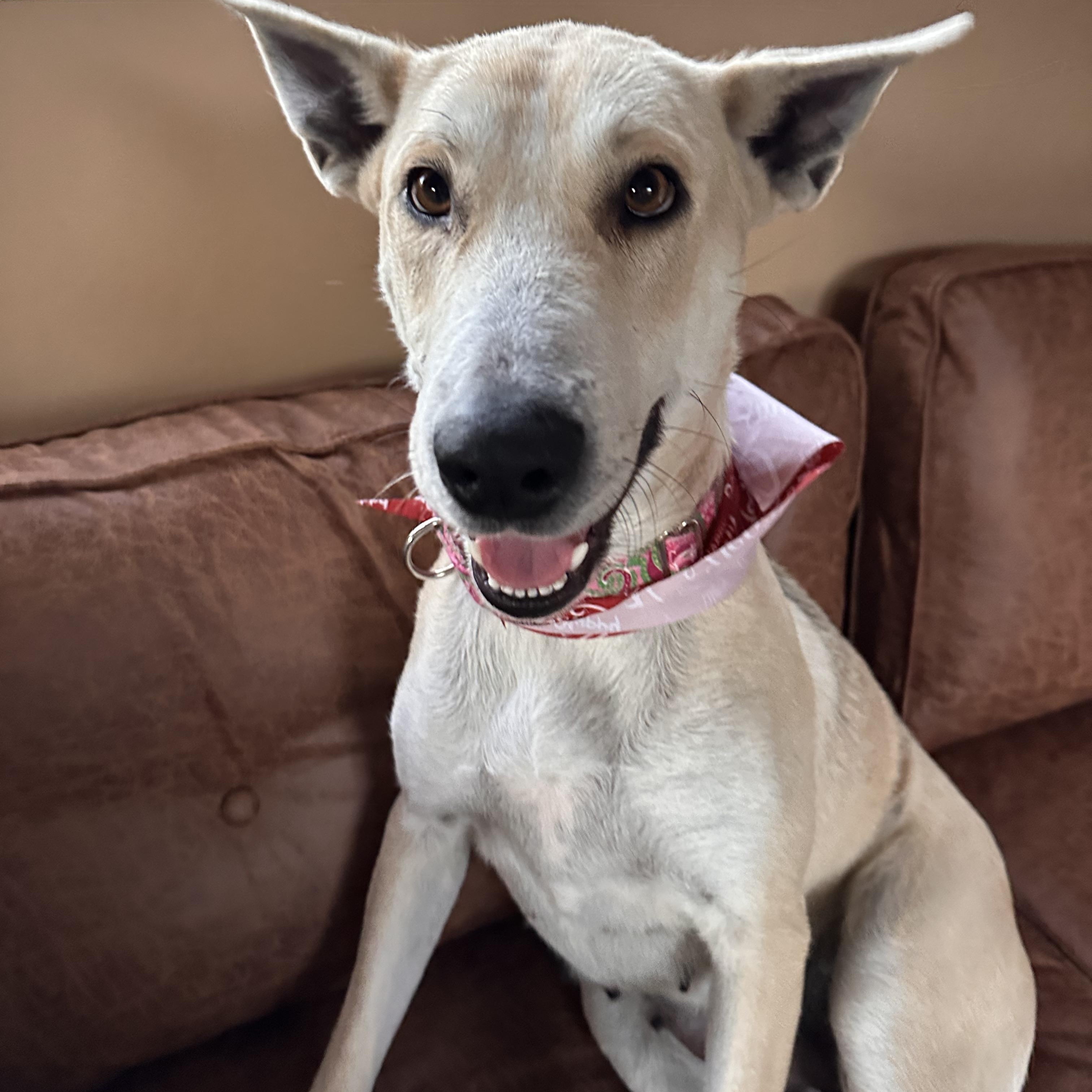 CUSTARD, ADOPTABLE, Adult Female German Shepherd Dog & Carolina Dog.