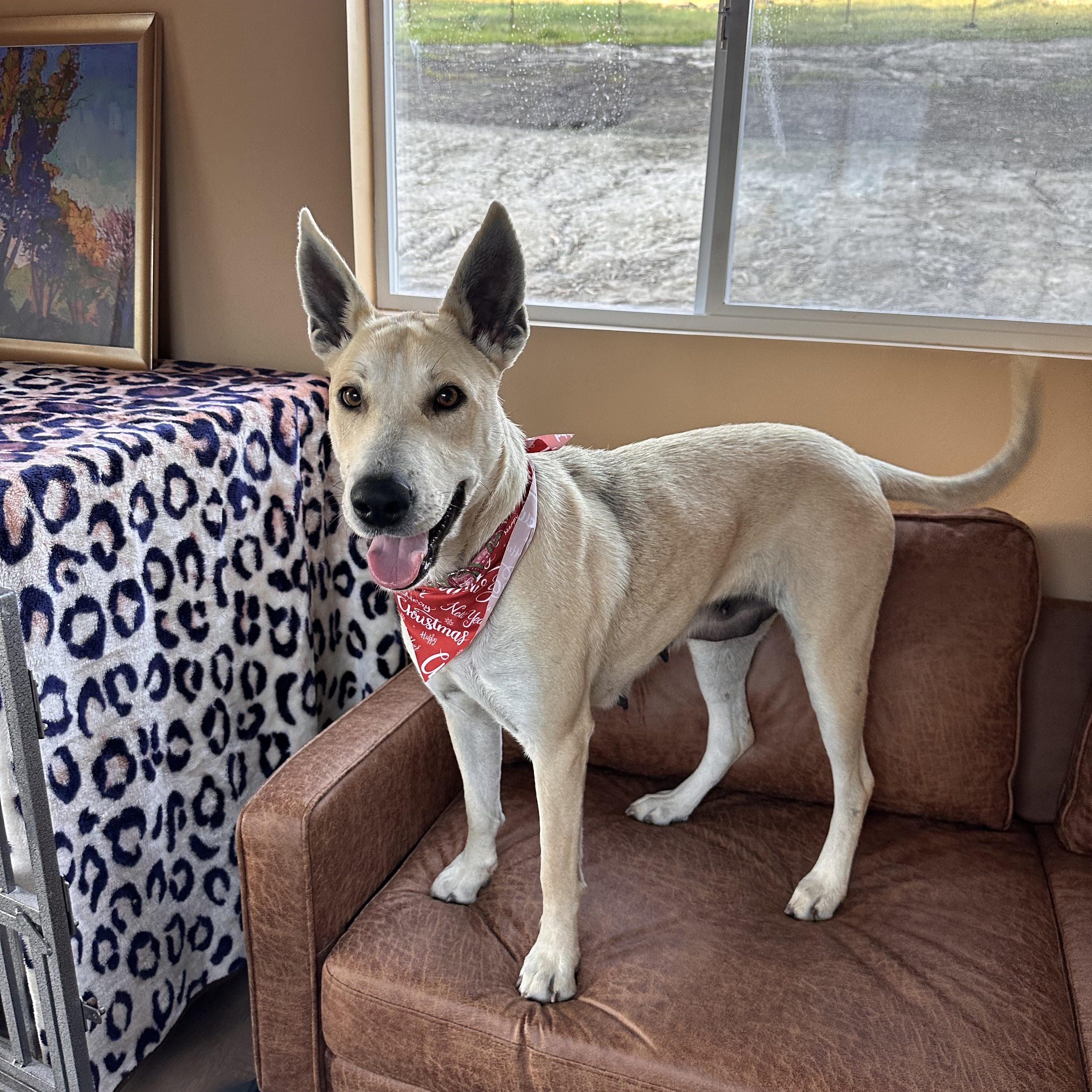 Enlarge CUSTARD, a ADOPTABLE mixed breed in Arroyo Grande, CA image 5/5