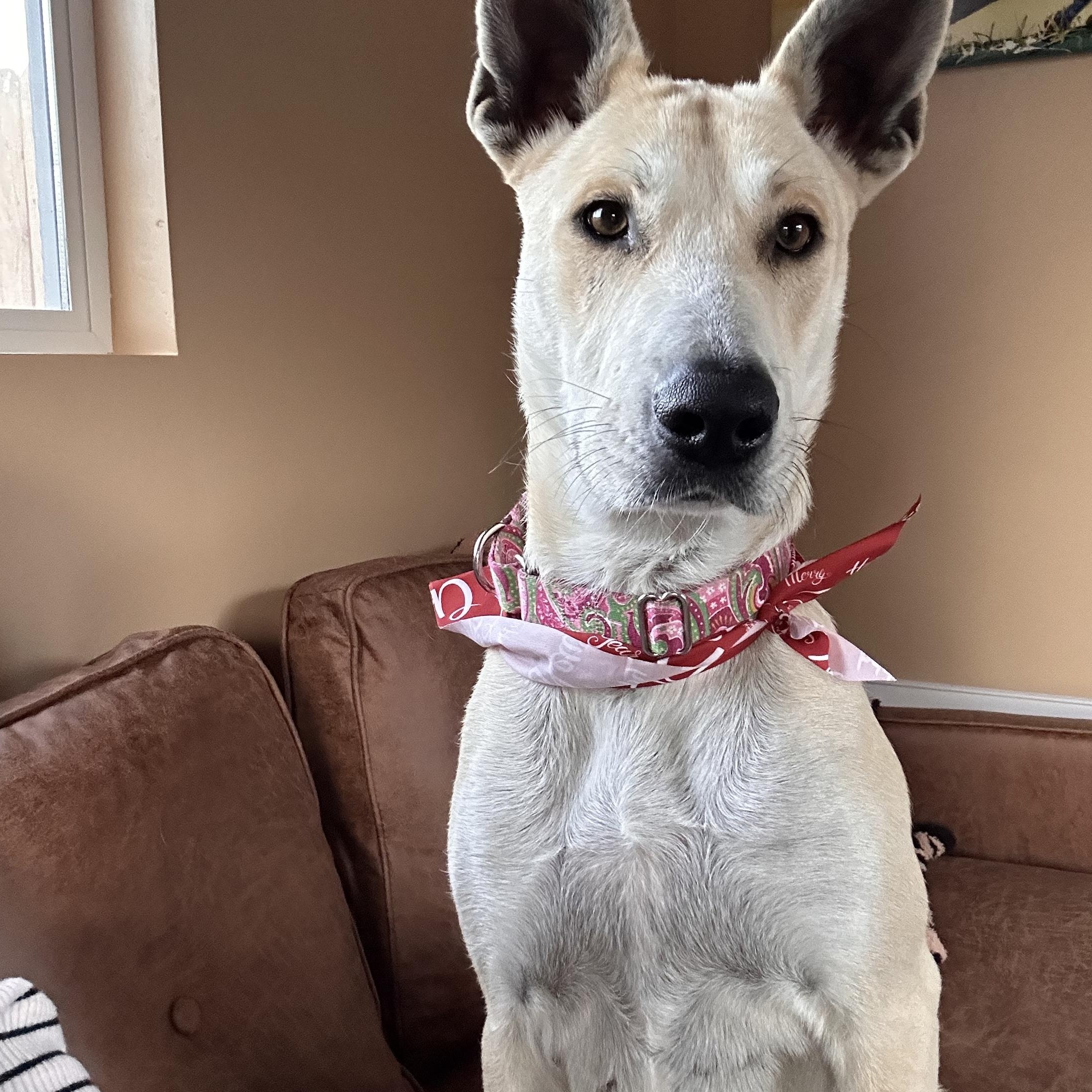 Enlarge CUSTARD, a ADOPTABLE mixed breed in Arroyo Grande, CA image 3/5