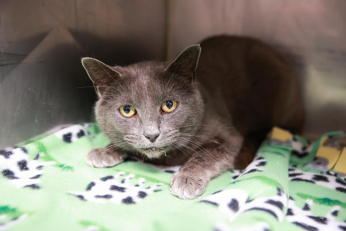 Enlarge Zeus, a ADOPTABLE Domestic Short Hair in Loogootee, IN image 1/1