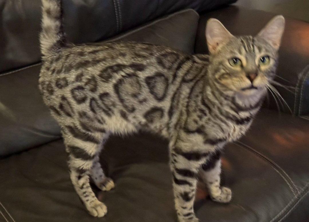 Enlarge Annie, a Adoptable Bengal in Phoenix, AZ image 1/3