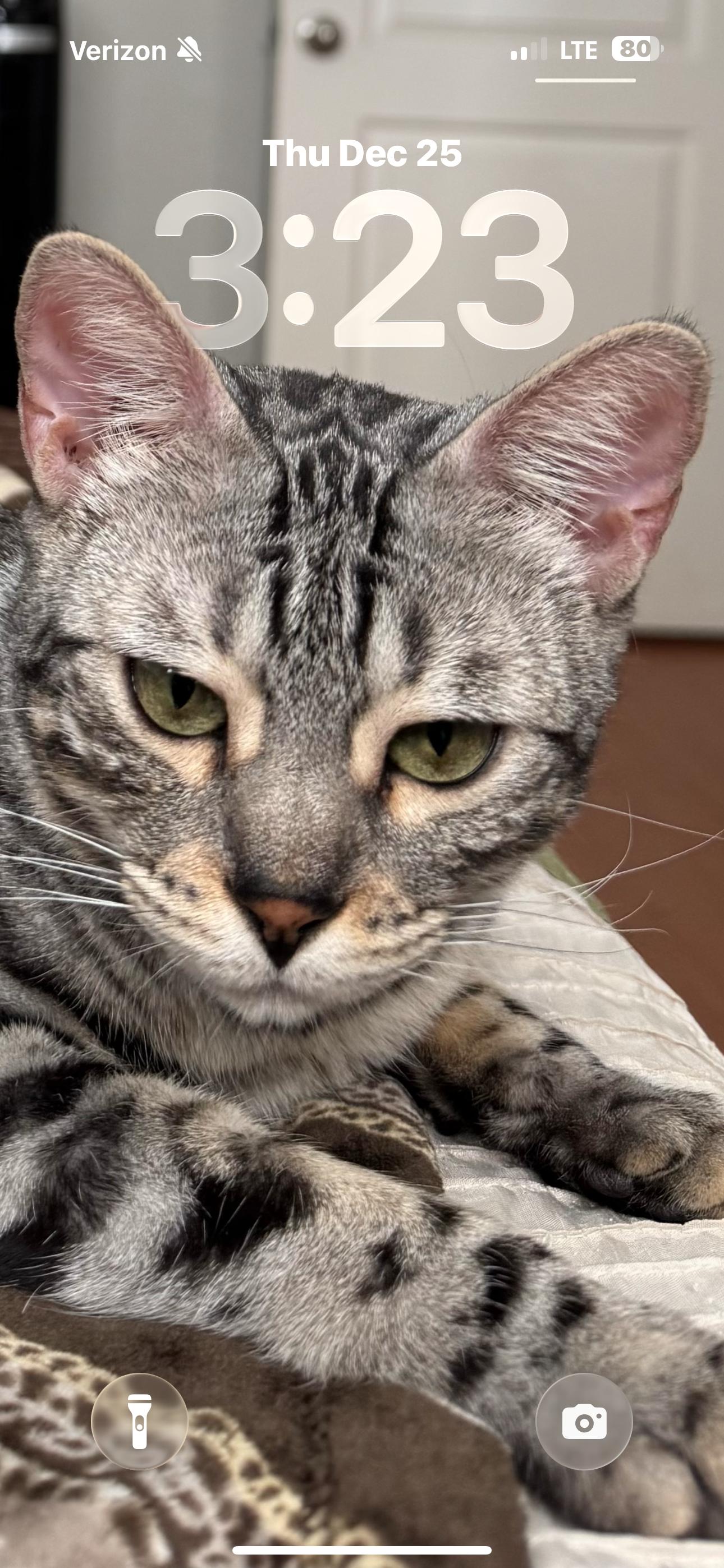 Enlarge Annie, a Adoptable Bengal in Phoenix, AZ image 2/3