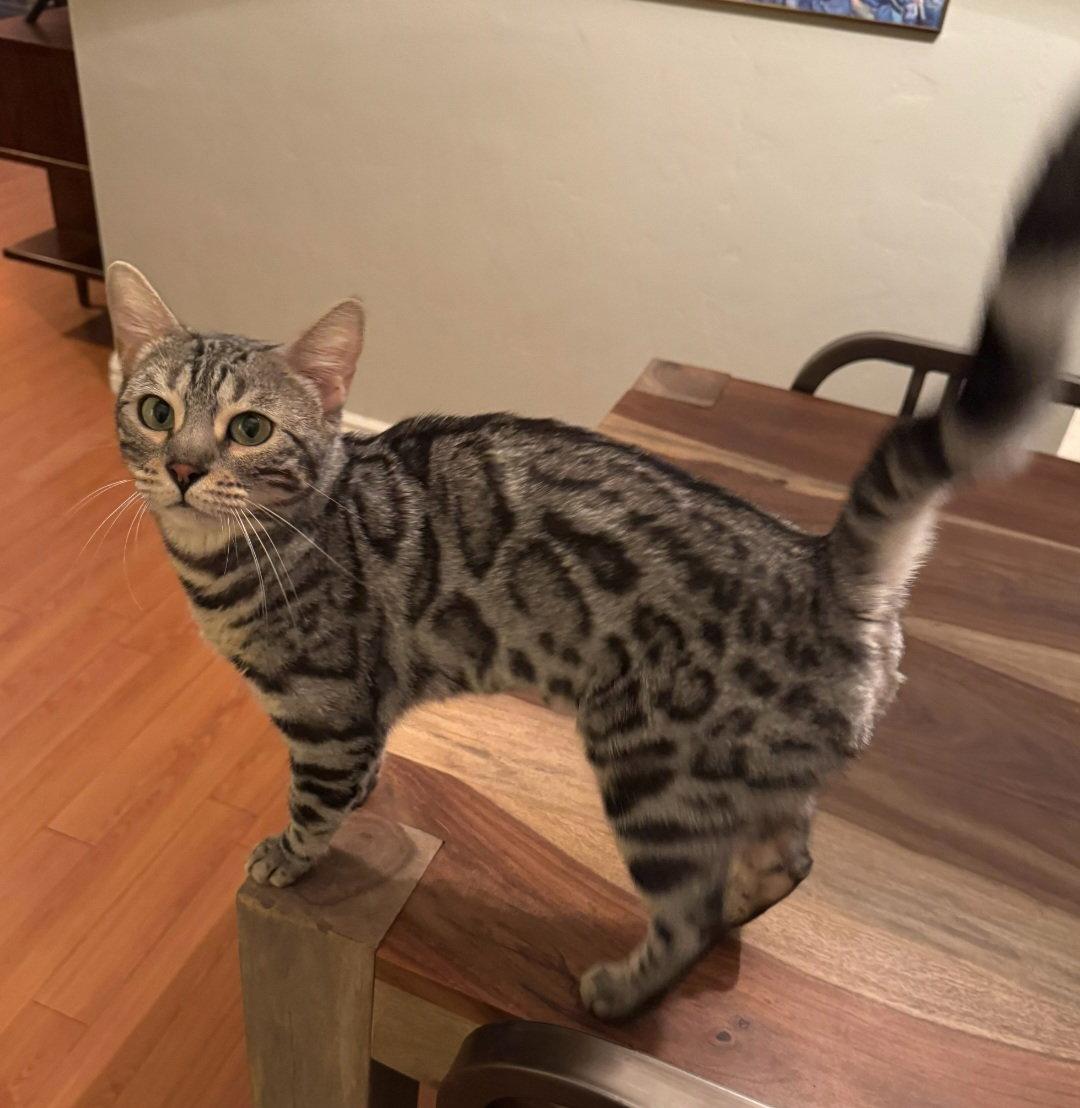 Enlarge Annie, a Adoptable Bengal in Phoenix, AZ image 3/3