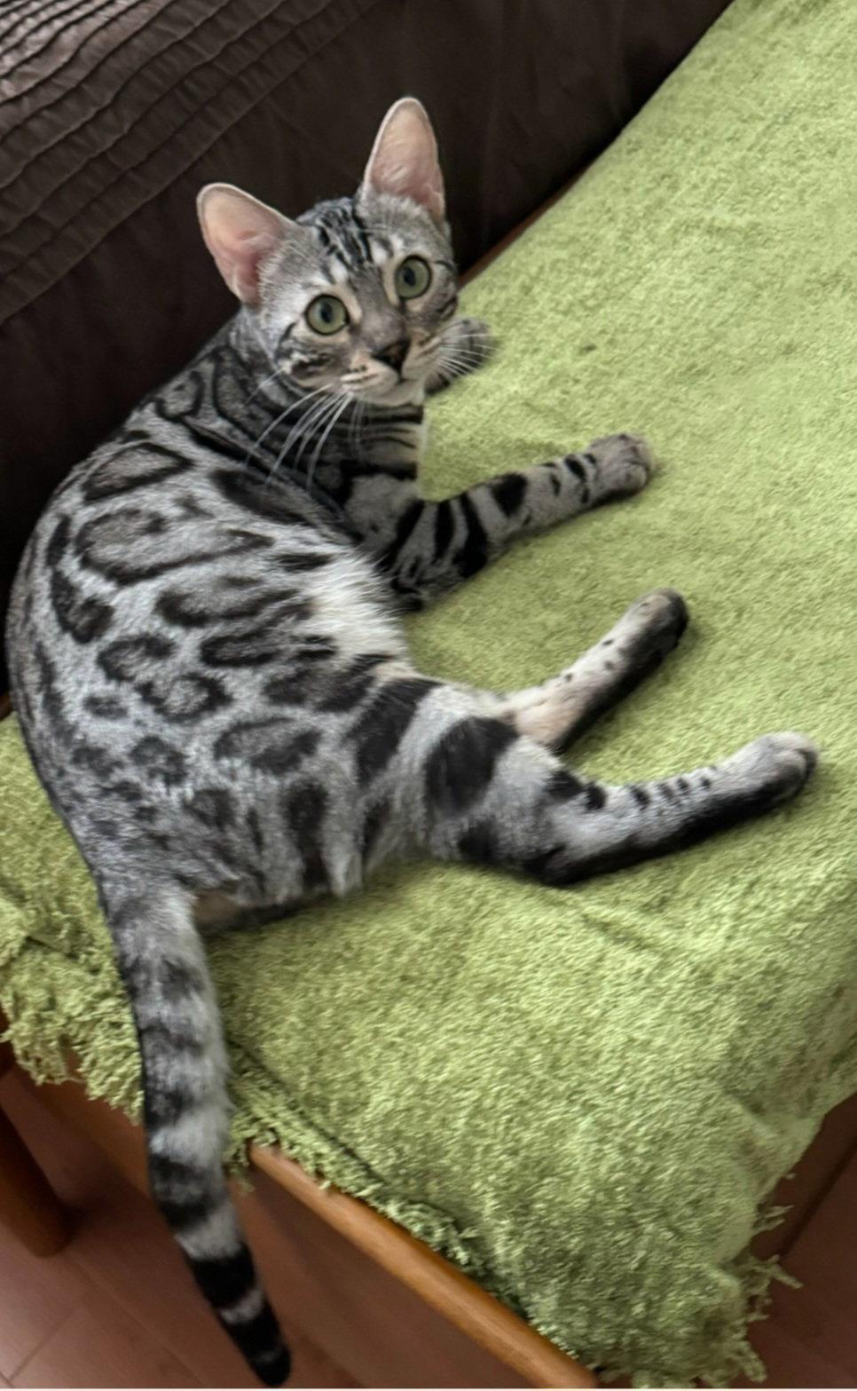 Enlarge Annie, a Adoptable Bengal in Phoenix, AZ image 3/3