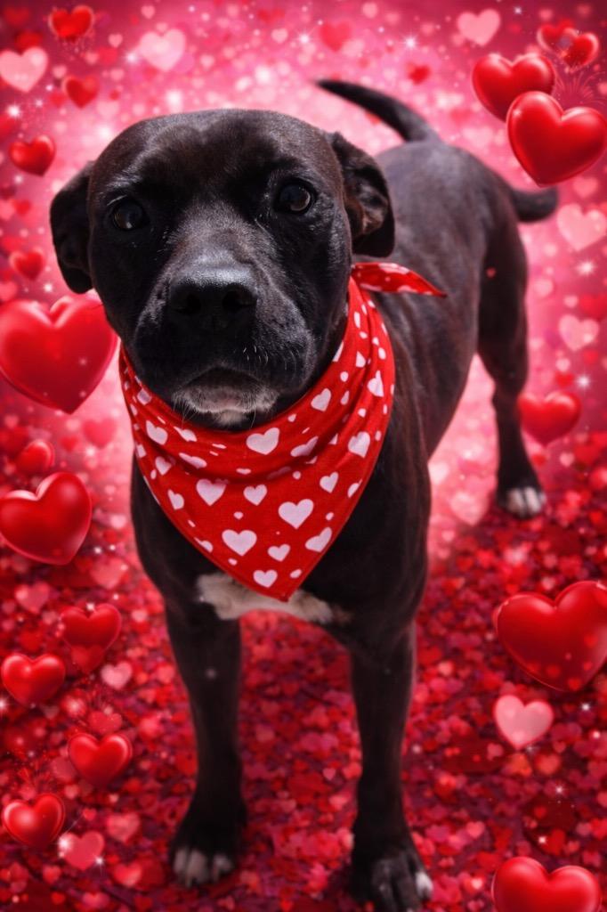 Gayla, Adoptable, Adult Female Boxer.