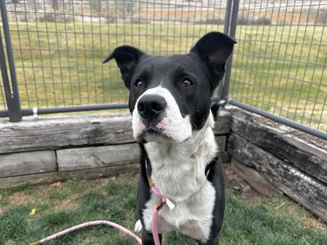 TUX, Adoptable, Young Male Boxer & Labrador Retriever.