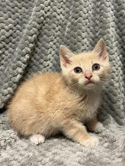 Gnome, Adoptable, Adult Male Domestic Short Hair & Domestic Short Hair.