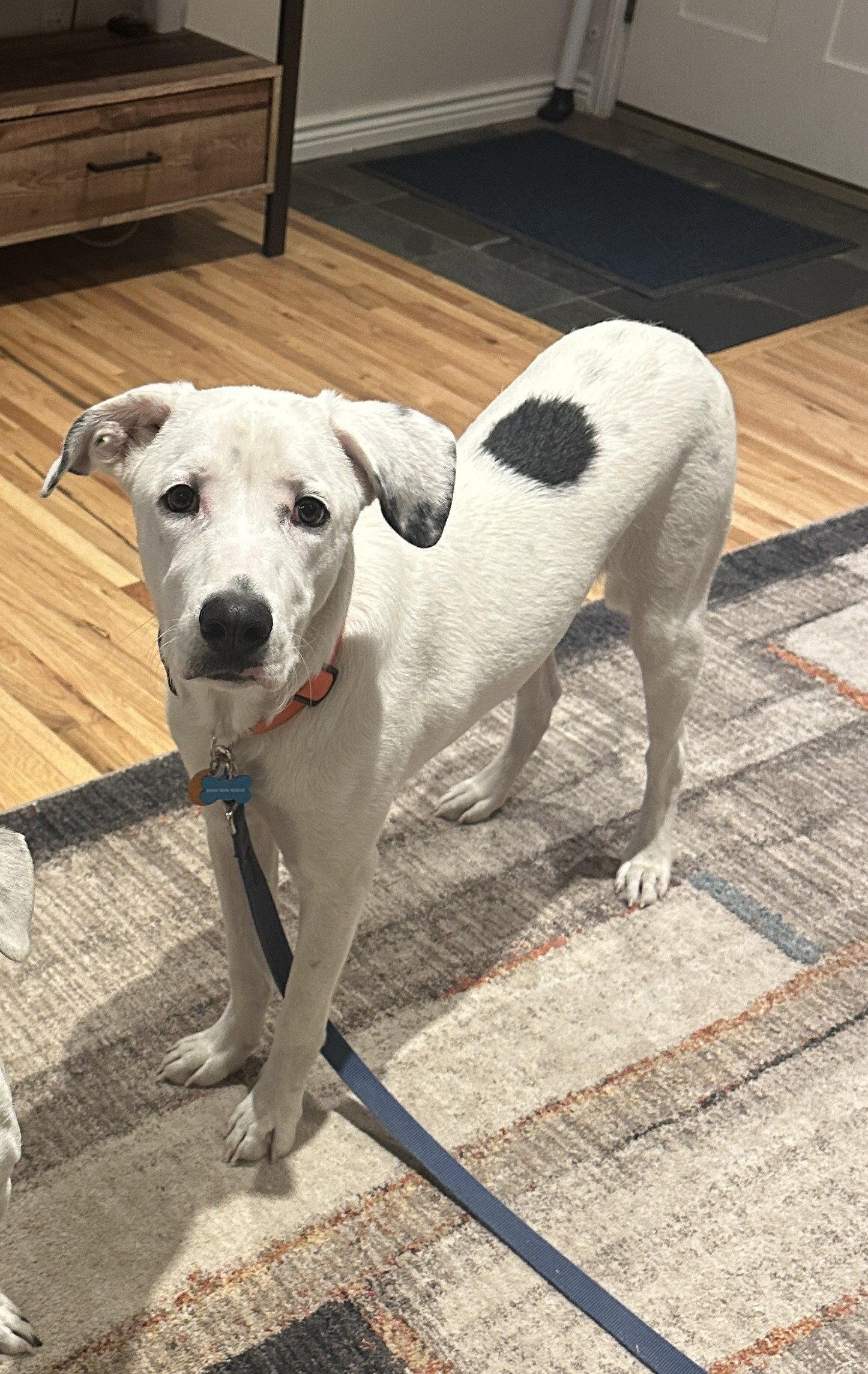 Lenny, Adoptable, Young Male Dalmatian.
