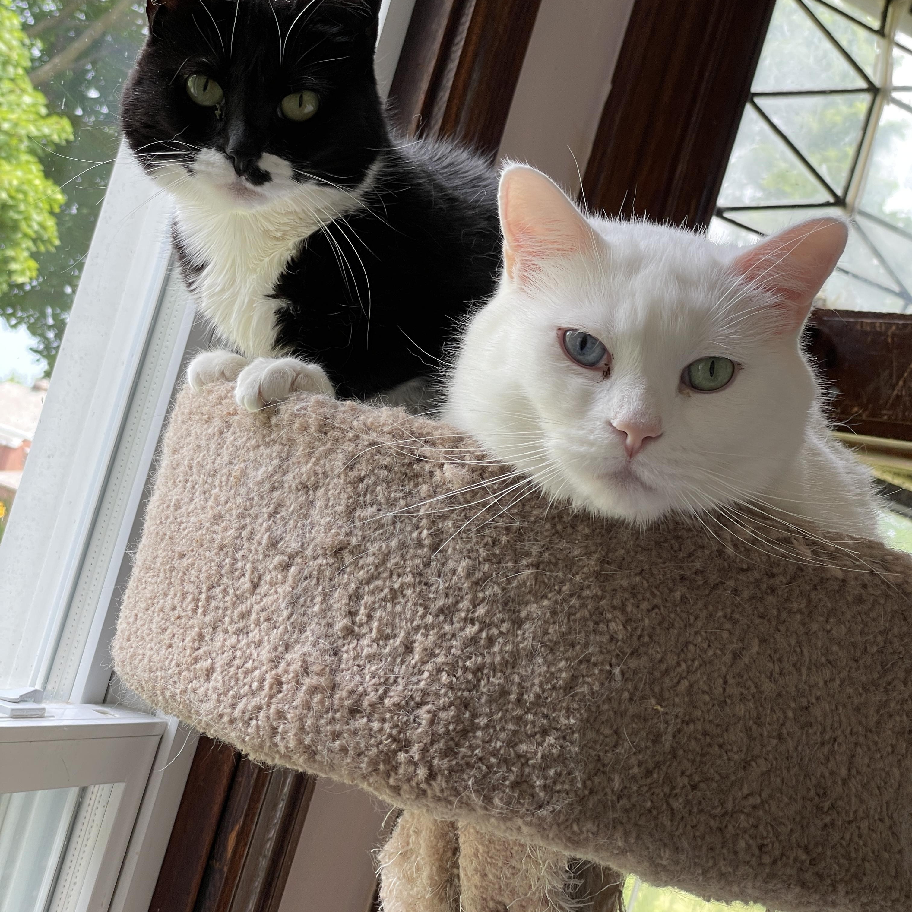 Ziggy & Breena, Adoptable, Adult Male Domestic Short Hair.