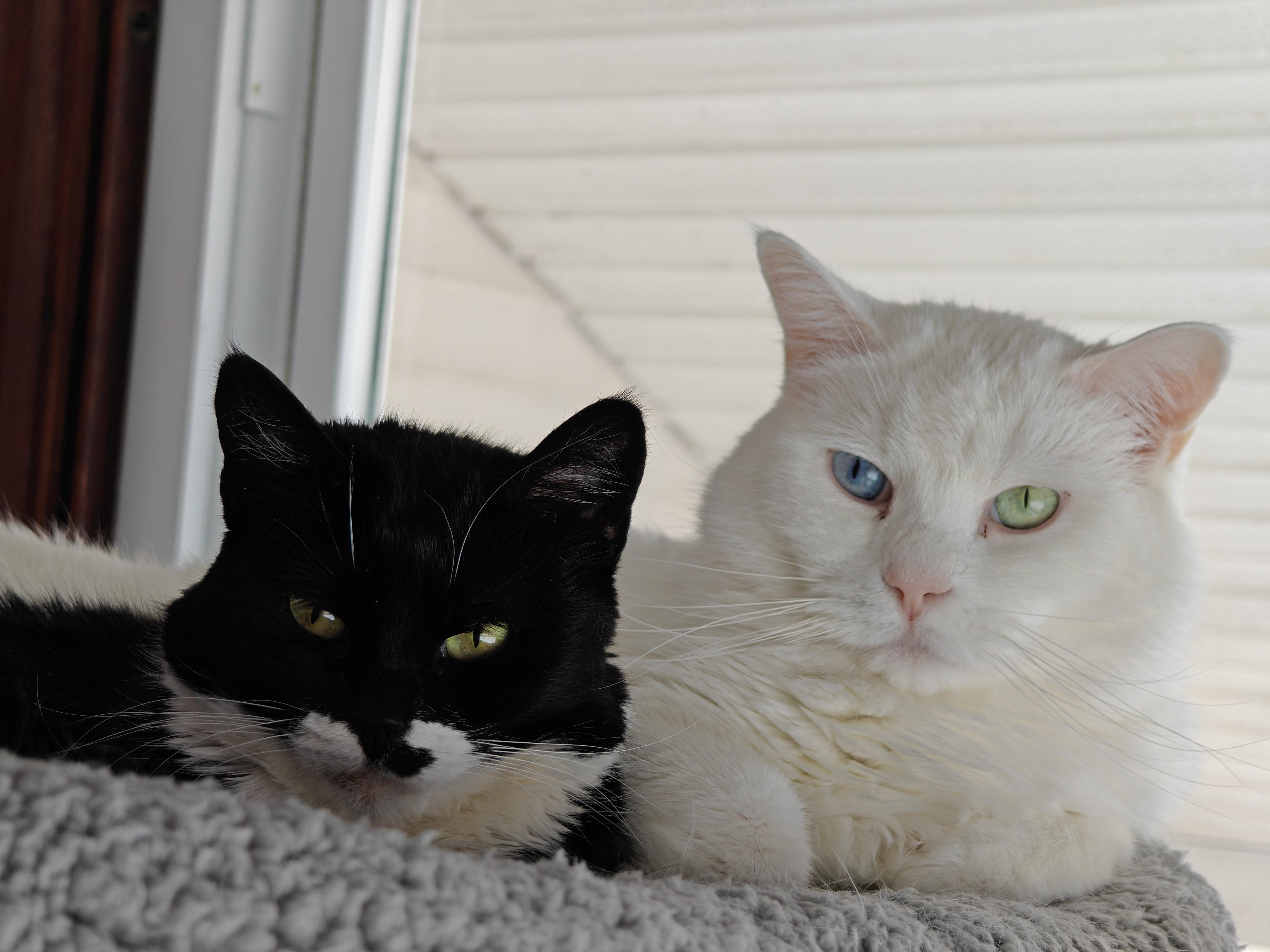 Enlarge Ziggy & Breena, a Adoptable Domestic Short Hair in New Britain, CT image 2/6