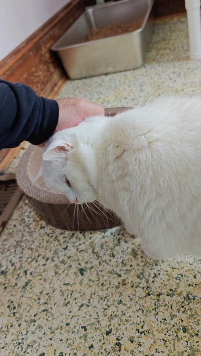 Enlarge Ziggy & Breena, a Adoptable Domestic Short Hair in New Britain, CT video 4/6