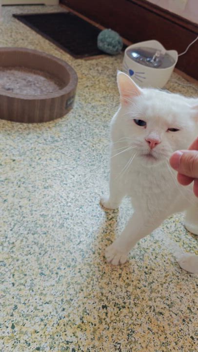 Enlarge Ziggy & Breena, a Adoptable Domestic Short Hair in New Britain, CT video 6/6