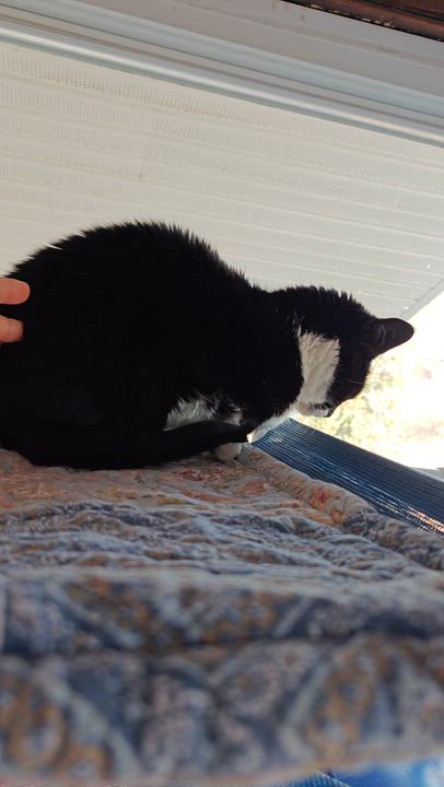 Enlarge Ziggy & Breena, a Adoptable Domestic Short Hair in New Britain, CT video 5/6