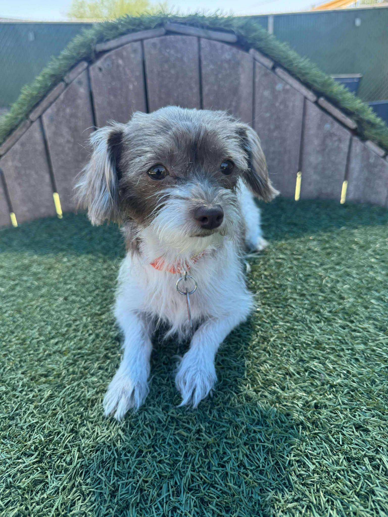 Chiquita, Adopted, Adult Female Chihuahua & Poodle.