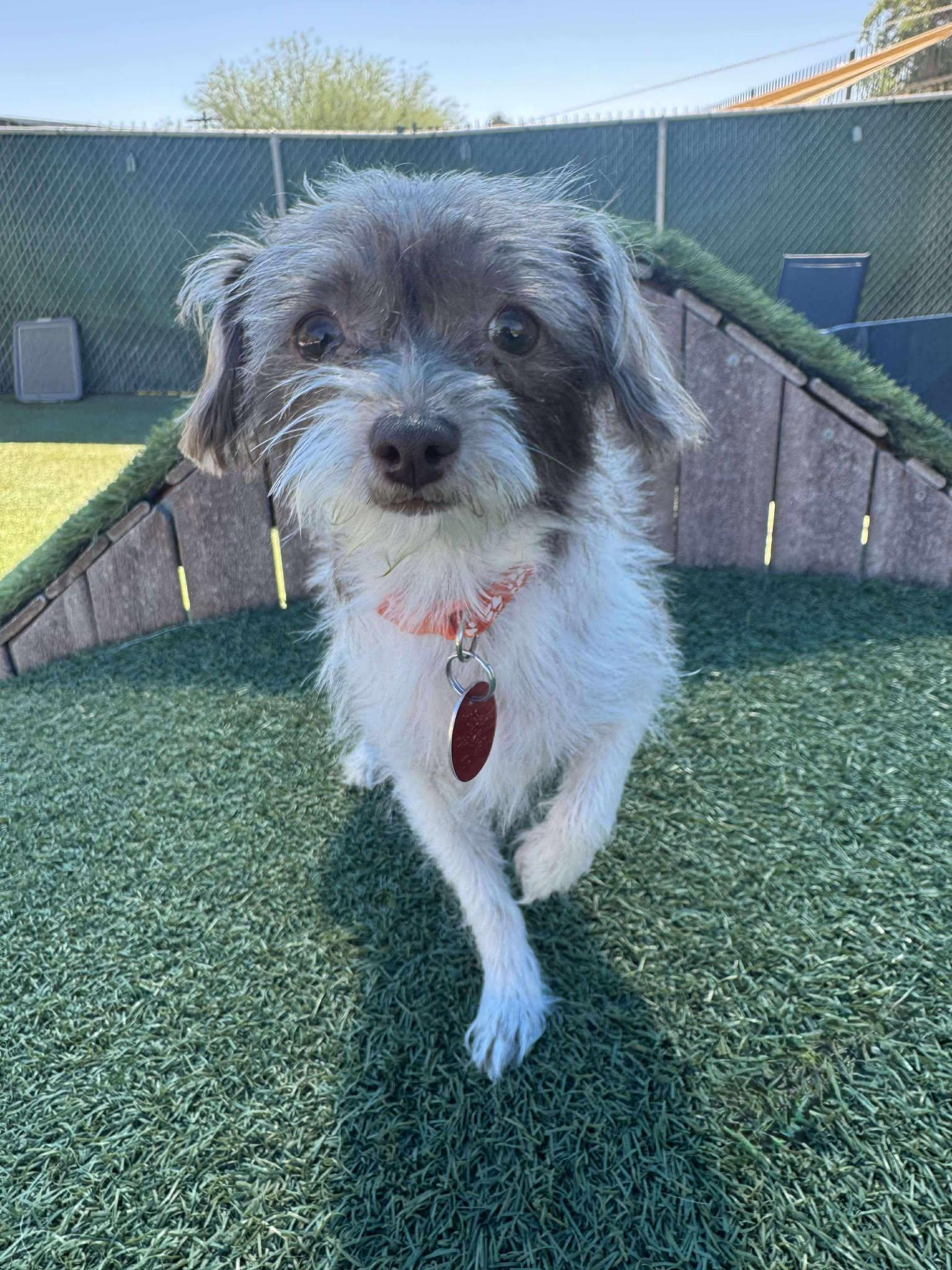 Enlarge Chiquita, a Adopted mixed breed in Phoenix, AZ image 2/3