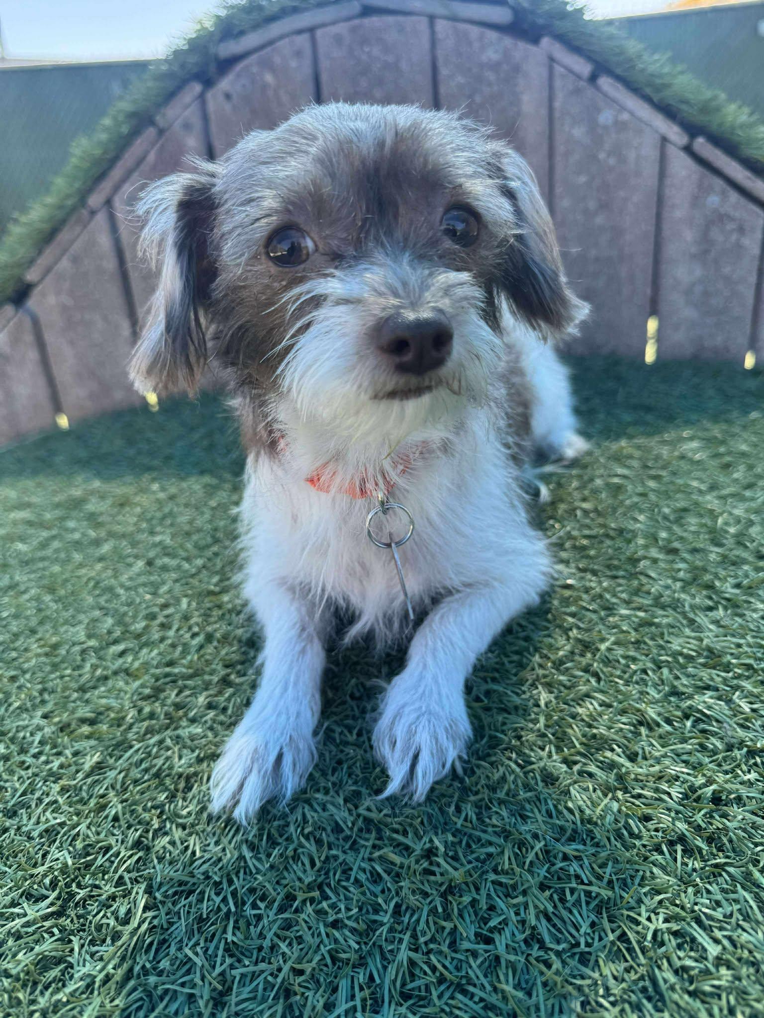 Enlarge Chiquita, a Adopted mixed breed in Phoenix, AZ image 3/3