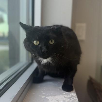 Enlarge Harley, a Adoptable Domestic Short Hair in Janesville, WI image 1/3