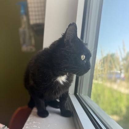 Enlarge Harley, a Adoptable Domestic Short Hair in Janesville, WI image 2/3