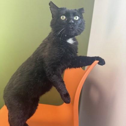 Enlarge Harley, a Adoptable Domestic Short Hair in Janesville, WI image 3/3