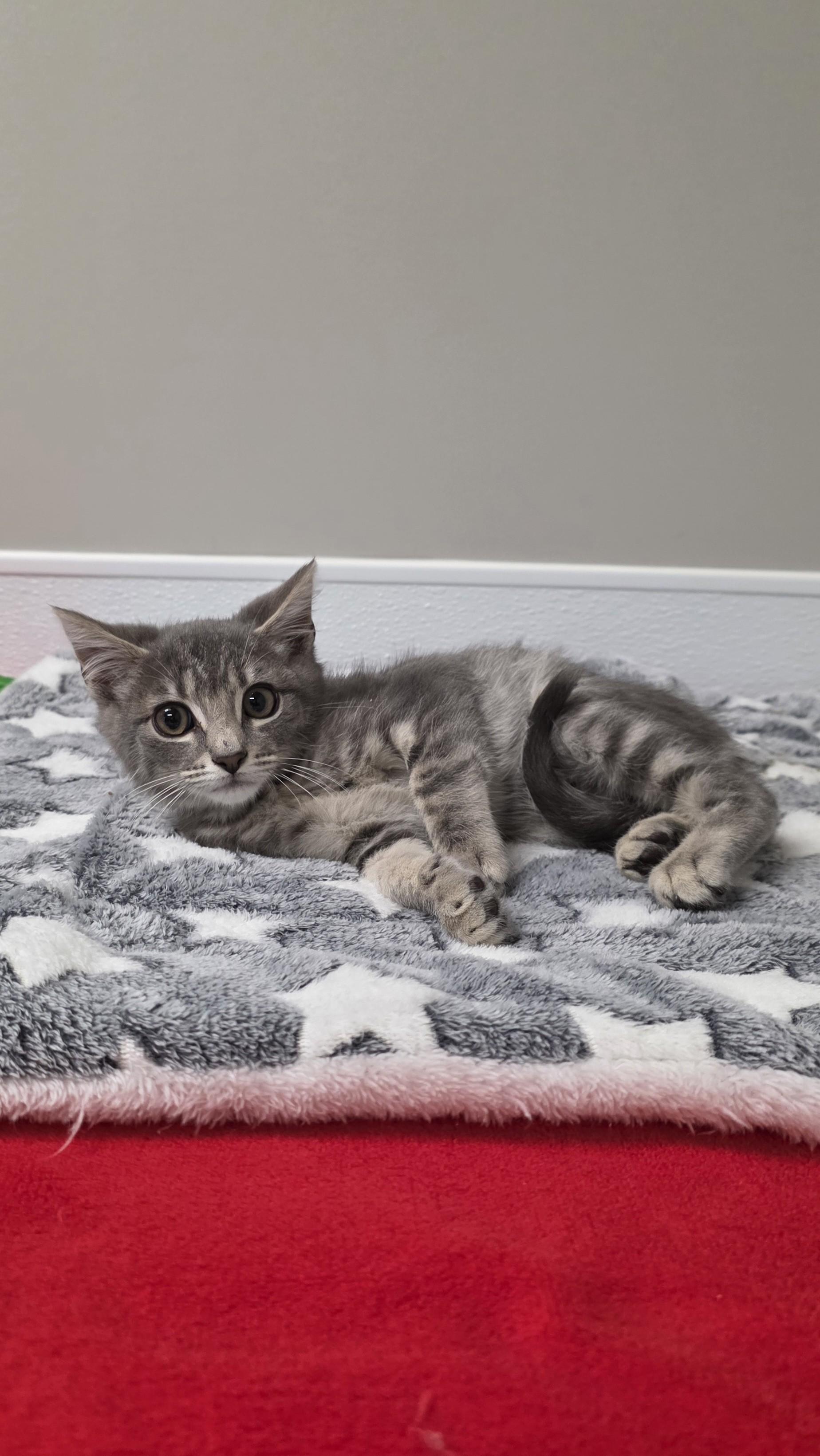 Coco Puffs, ADOPTABLE, Kitten Male Domestic Short Hair.