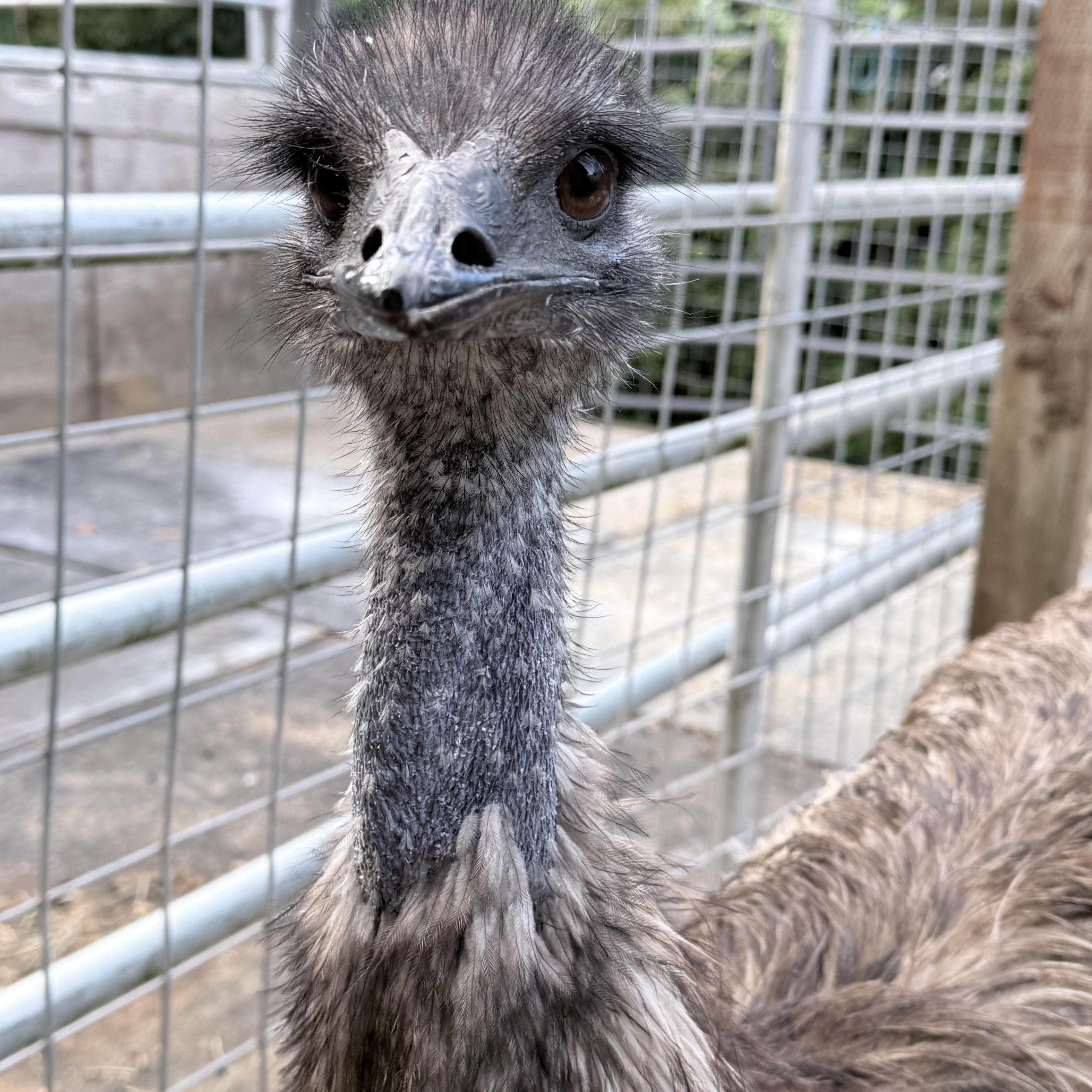 Enlarge Floyd Pepper and Kermit, a Adoptable Emu in Quilcene, WA image 2/2