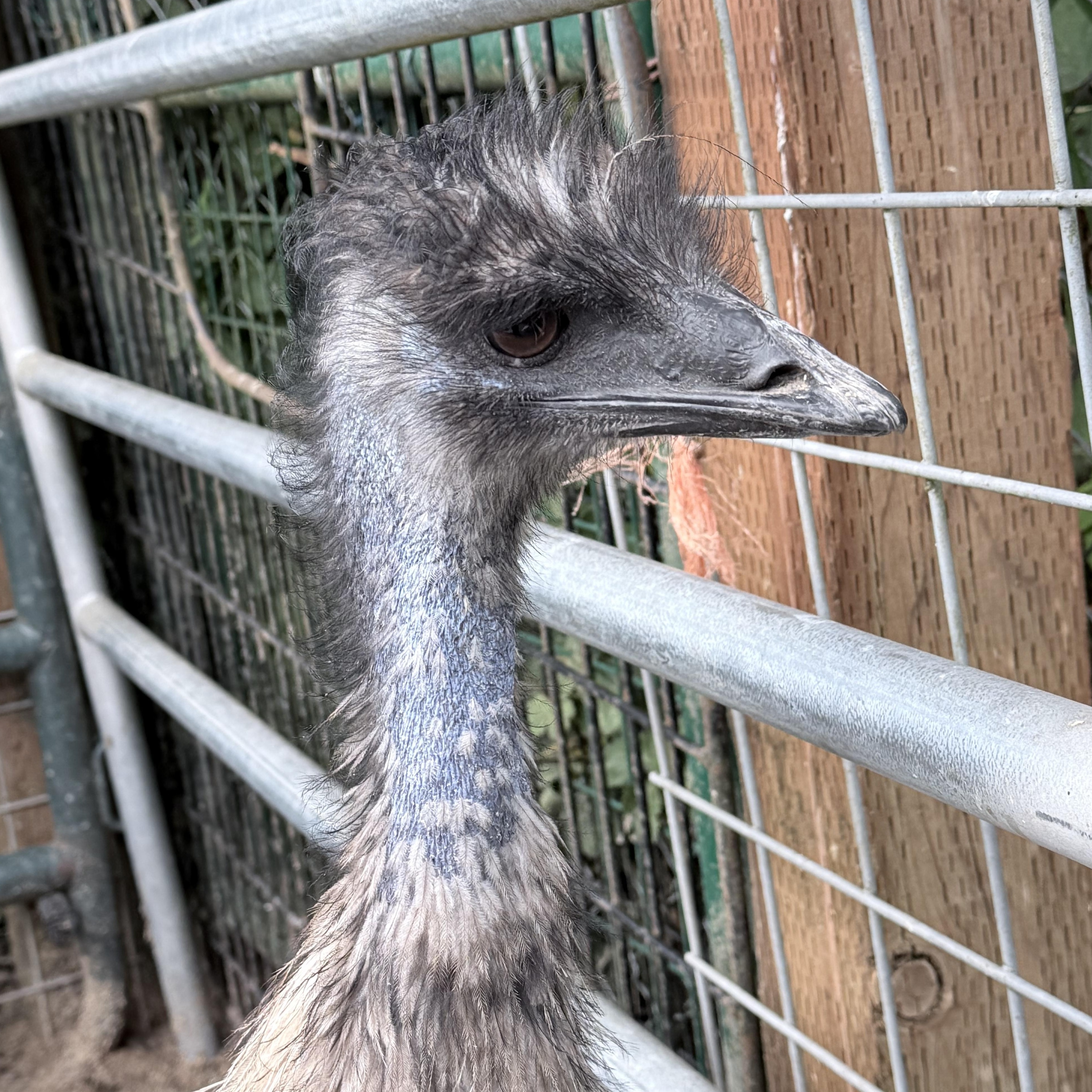 Enlarge Floyd Pepper and Kermit, a Adoptable Emu in Quilcene, WA image 1/2