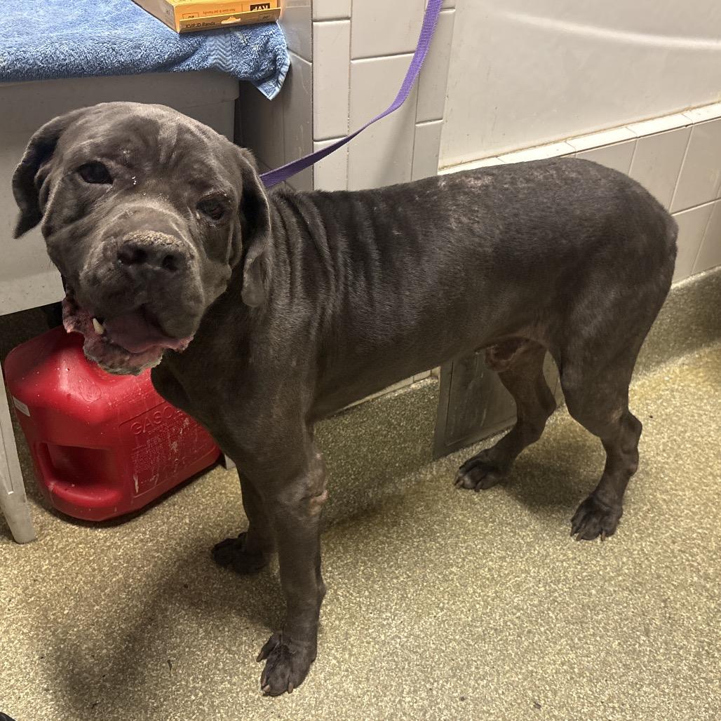 Enlarge IVHS-Stray-144008, a Adoptable Bullmastiff in San Gabriel, CA image 1/1