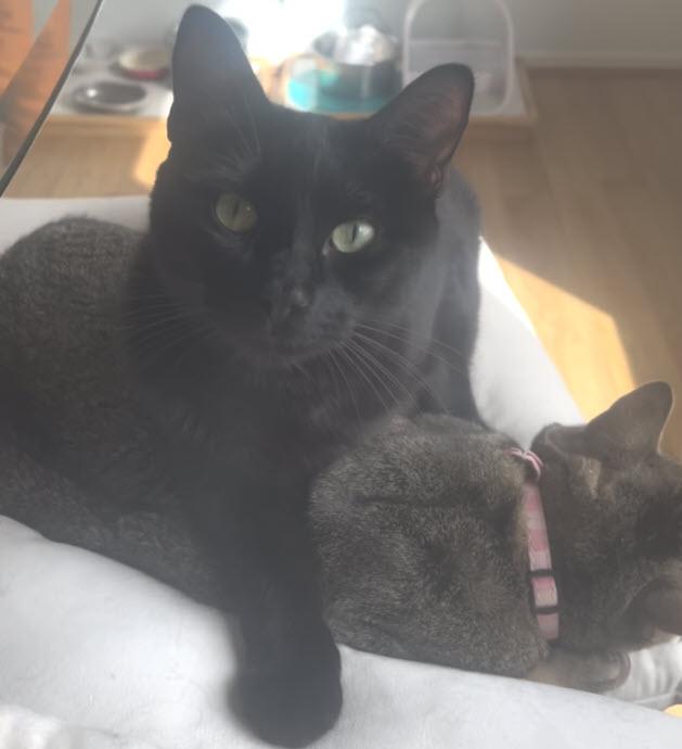 Lava Cake, ADOPTABLE, Young Male Domestic Medium Hair.