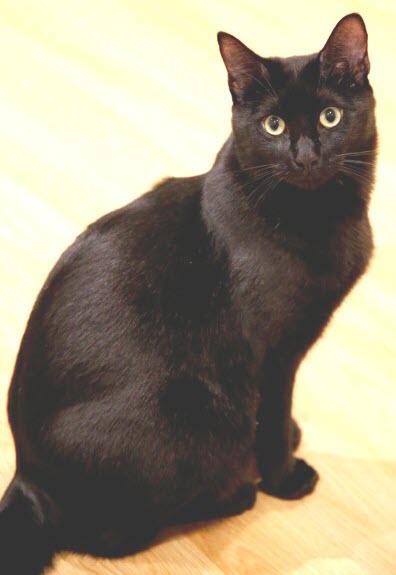Enlarge Lava Cake, a ADOPTABLE Domestic Medium Hair in South San Francisco, CA image 3/6